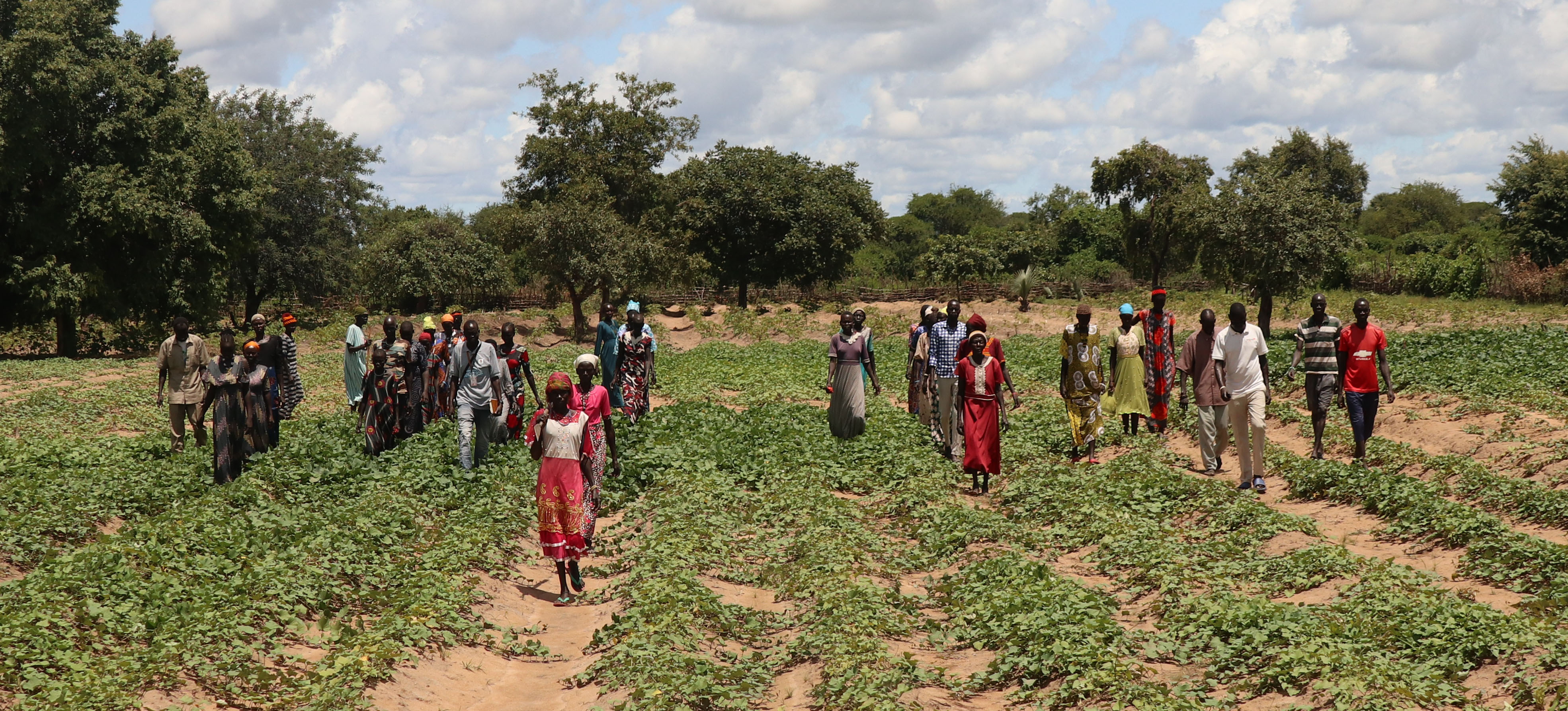 Sweet Potato farmers