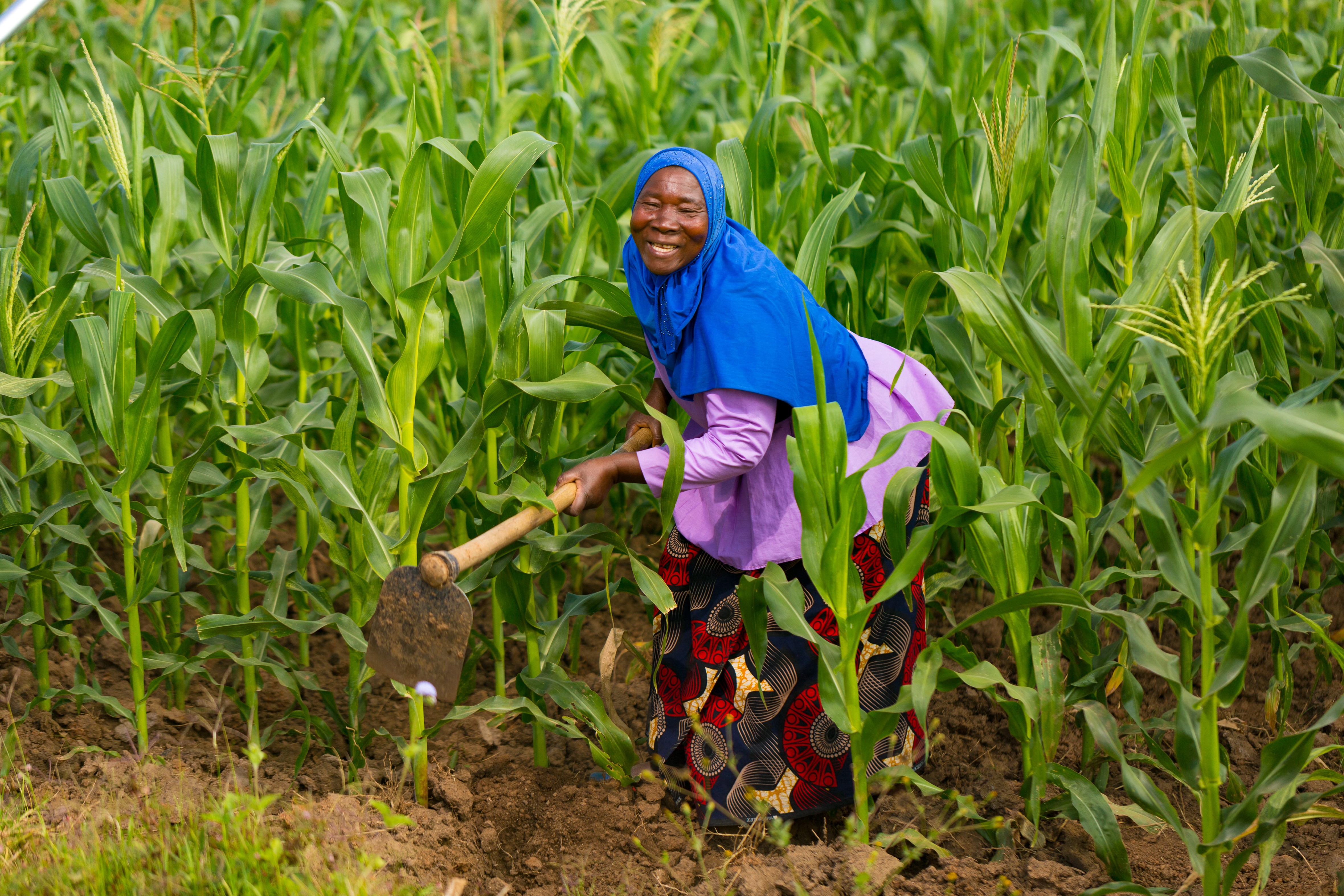Fanny Kachingwe working in her field.