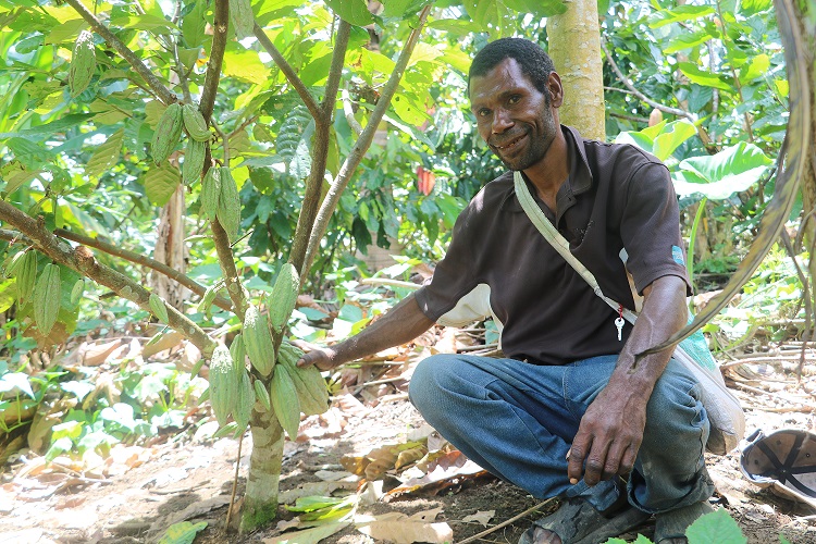 Farmers hopeful that CPB-tolerant cocoa improves livelihood (1 (2).JPG