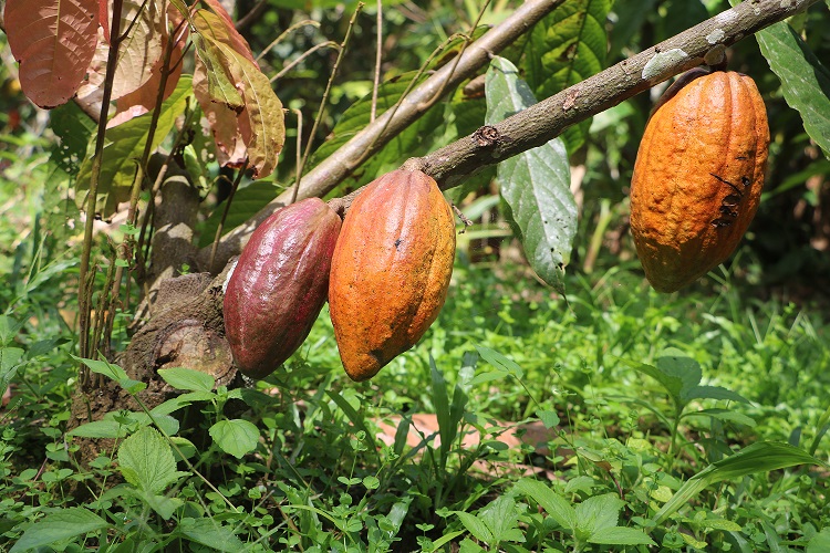 Farmers hopeful that CPB-tolerant cocoa improves livelihood (1 (8).JPG