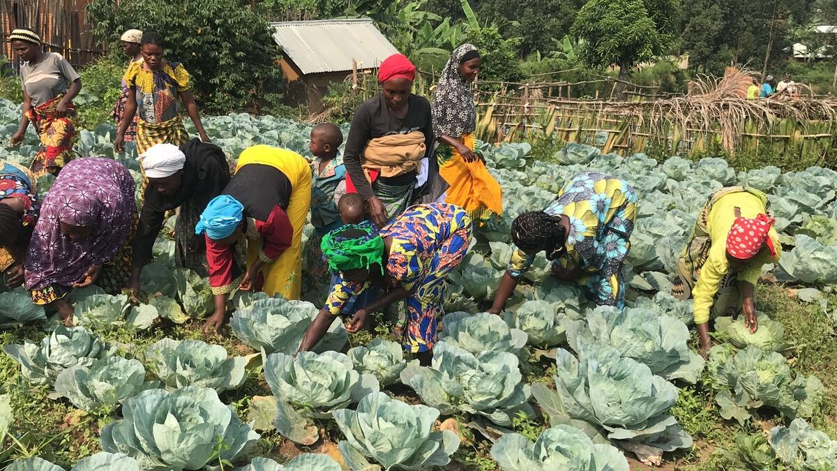 Cabbages were introduced as low-risk crop