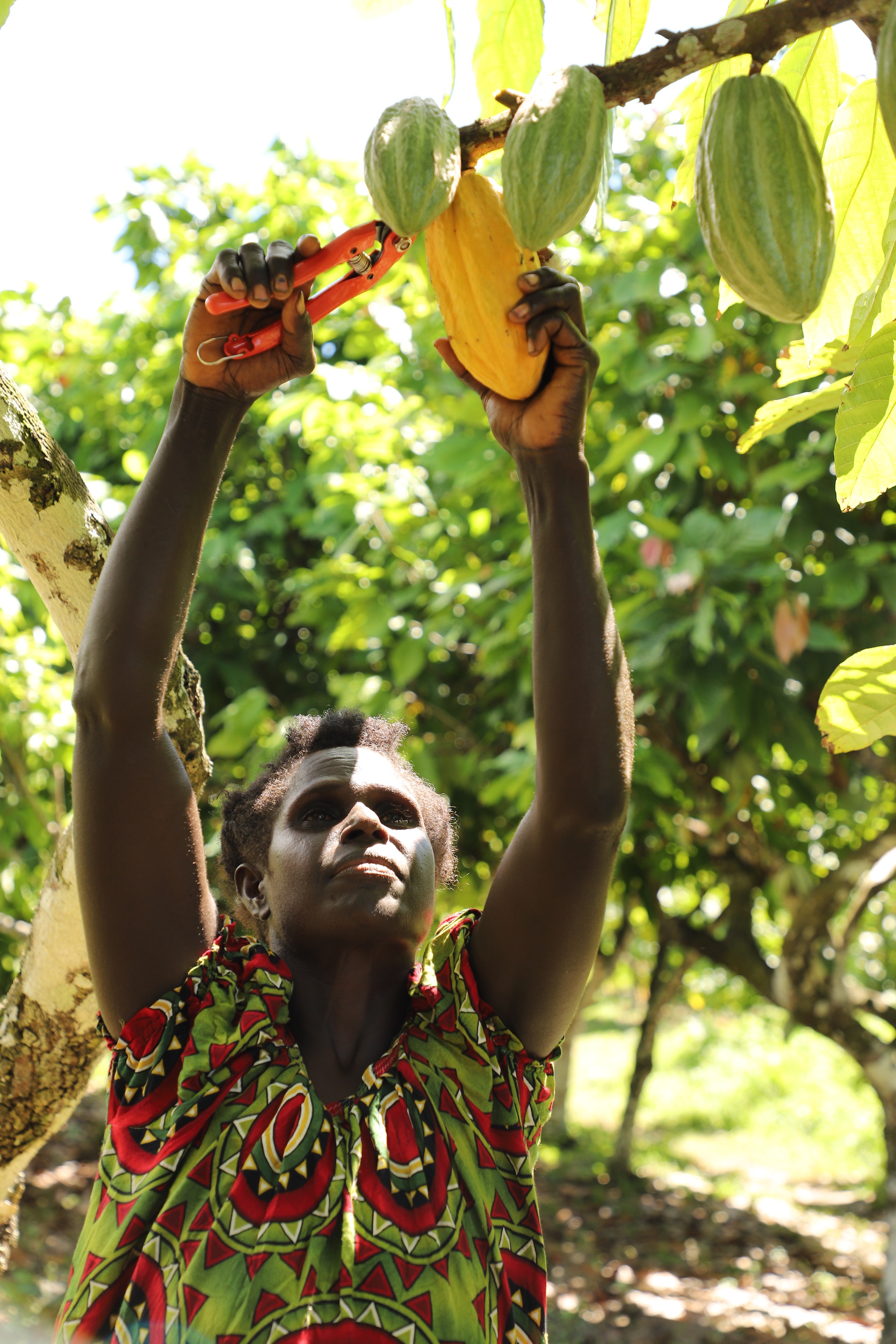 Francisca removing a cocoa pod