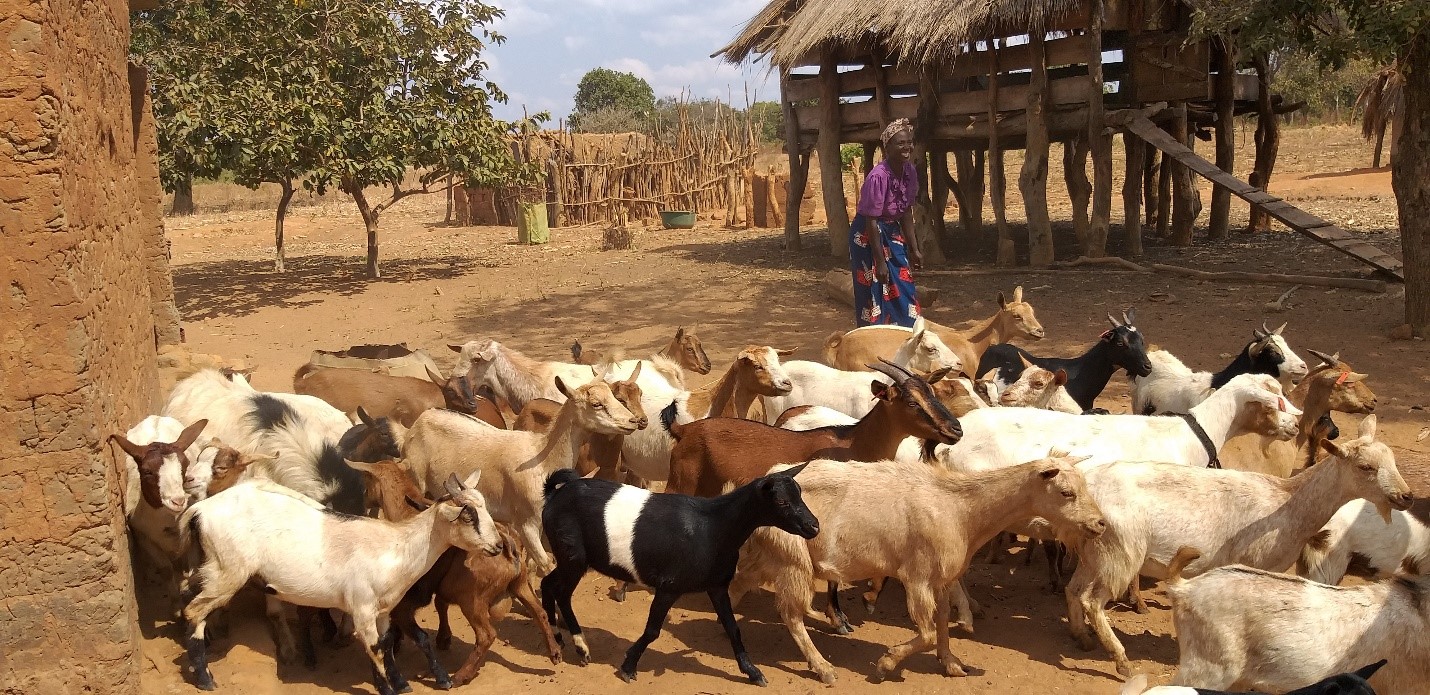 goats eating