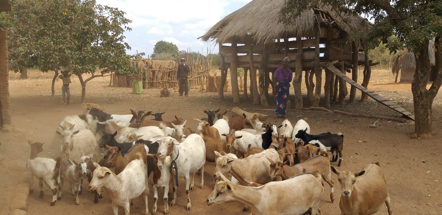 goats at home