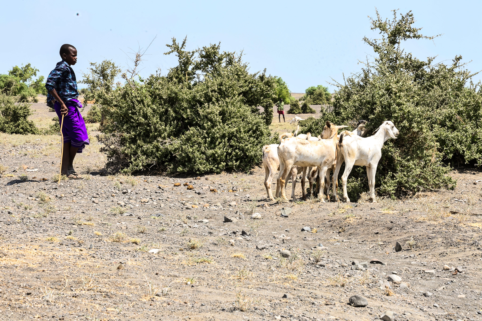 A resident of the Moite community tends to their newly received Galla goats, part of World Vision Kenya's recent distribution. A total of 143 vulnerable households were supported, each receiving three goats.