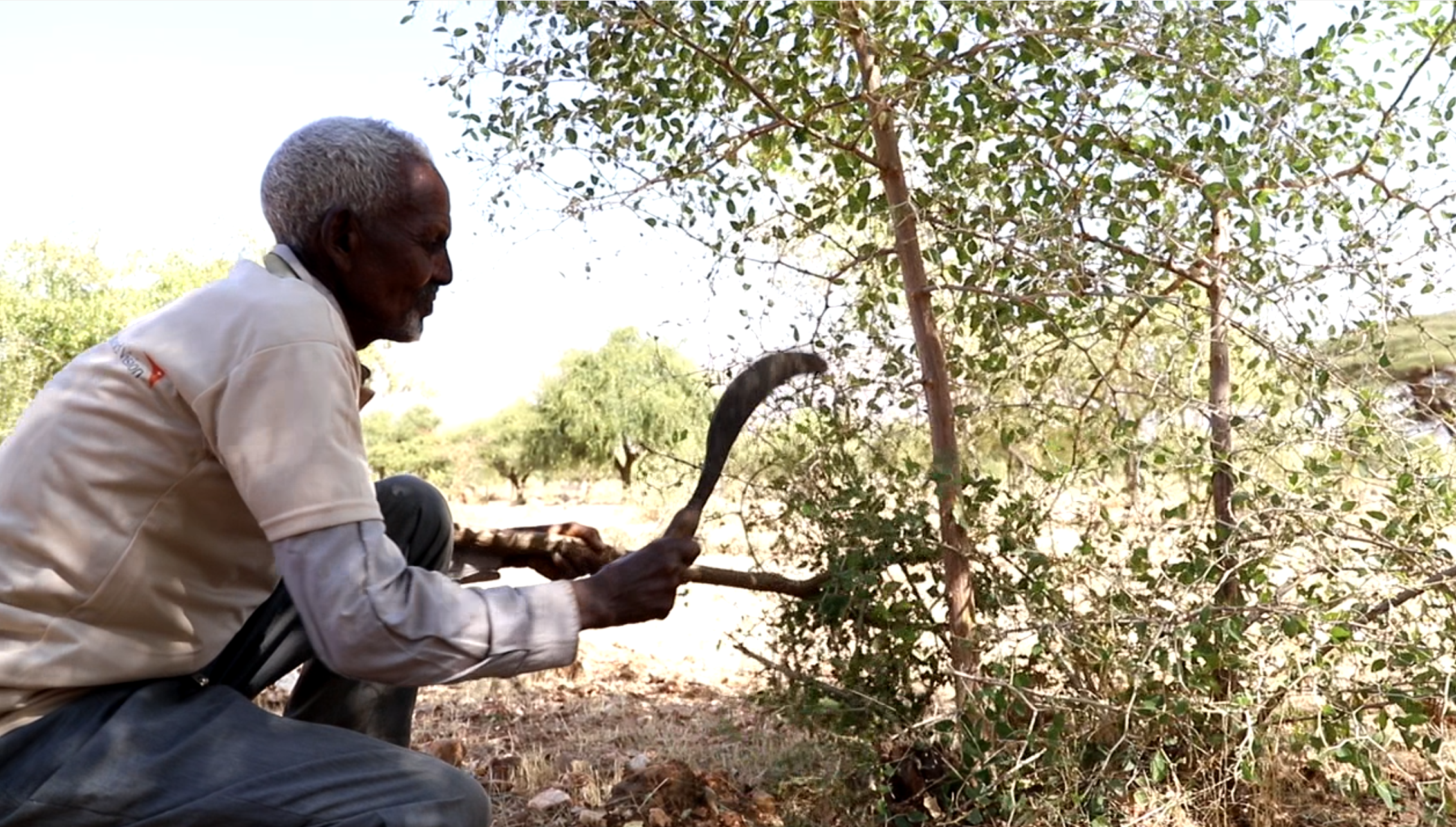 Gebregzihabeher pruning a tree