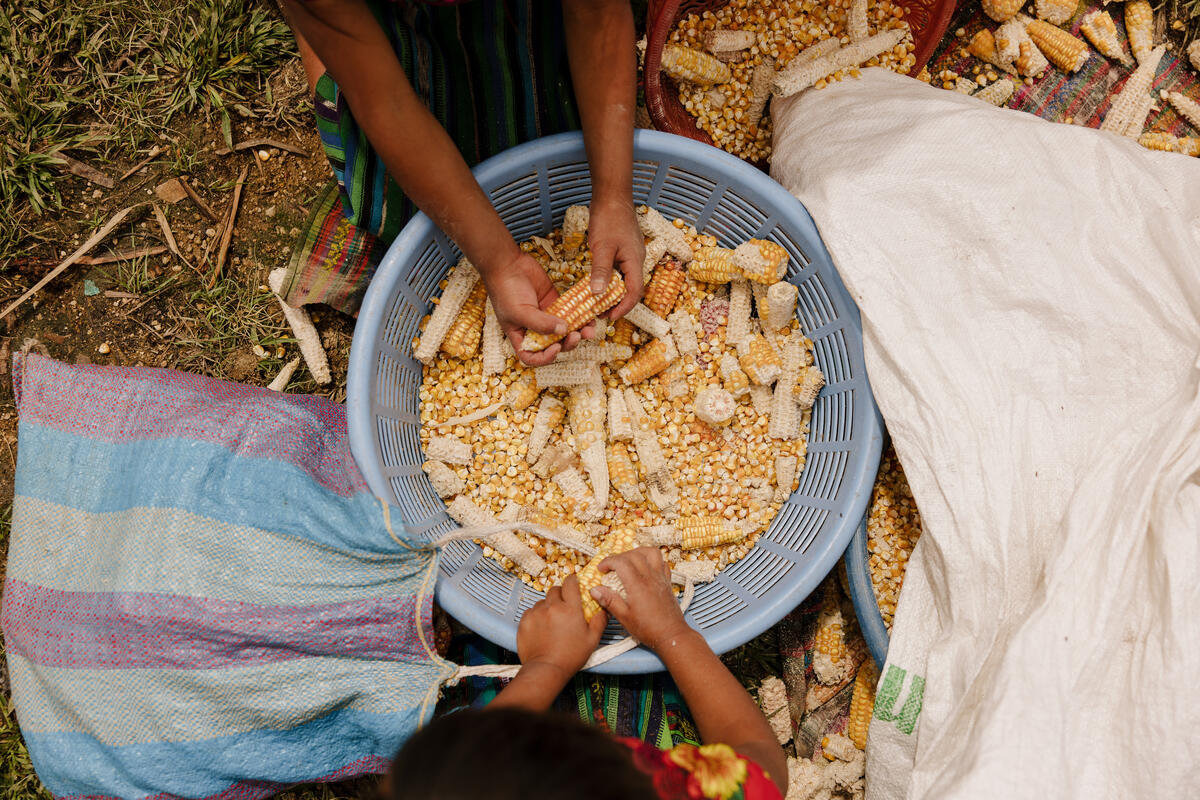 Children working in corn