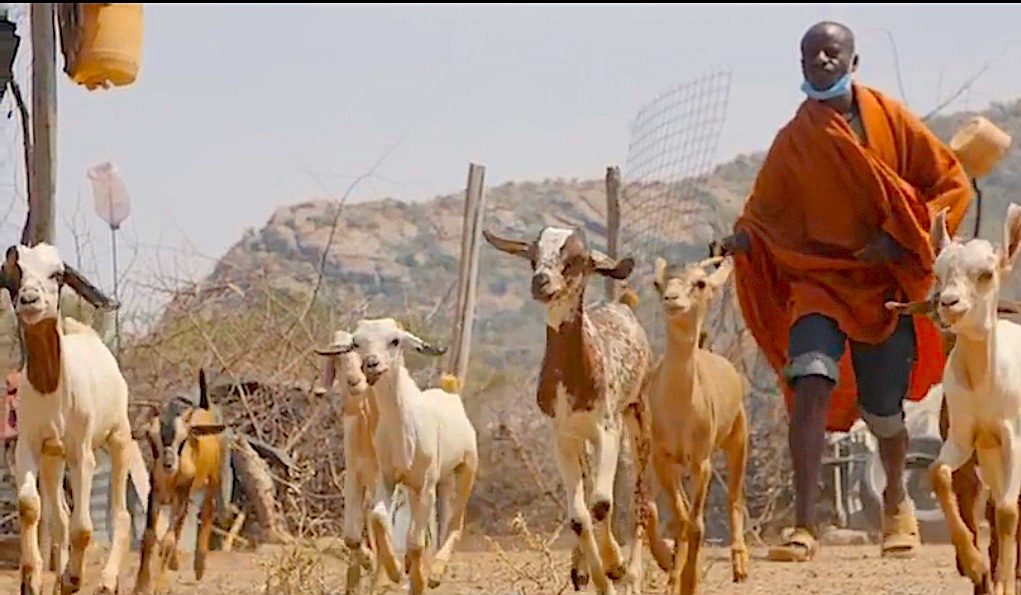 Modern Livestock Market offers a new lifeline for pastoralists in Laikipia North