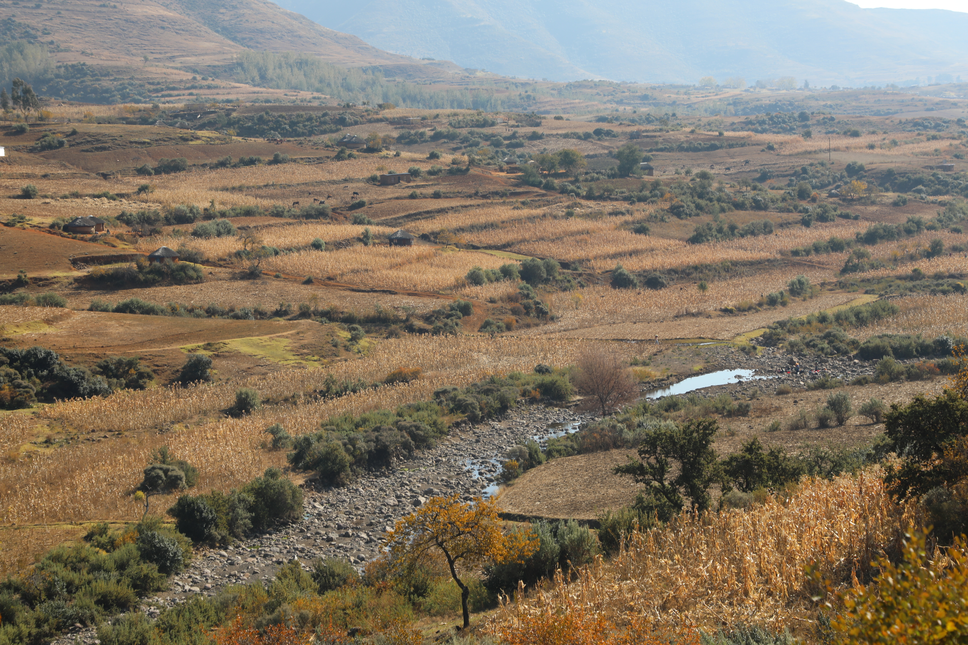 Triumph Against Climate Change and Food Insecurity