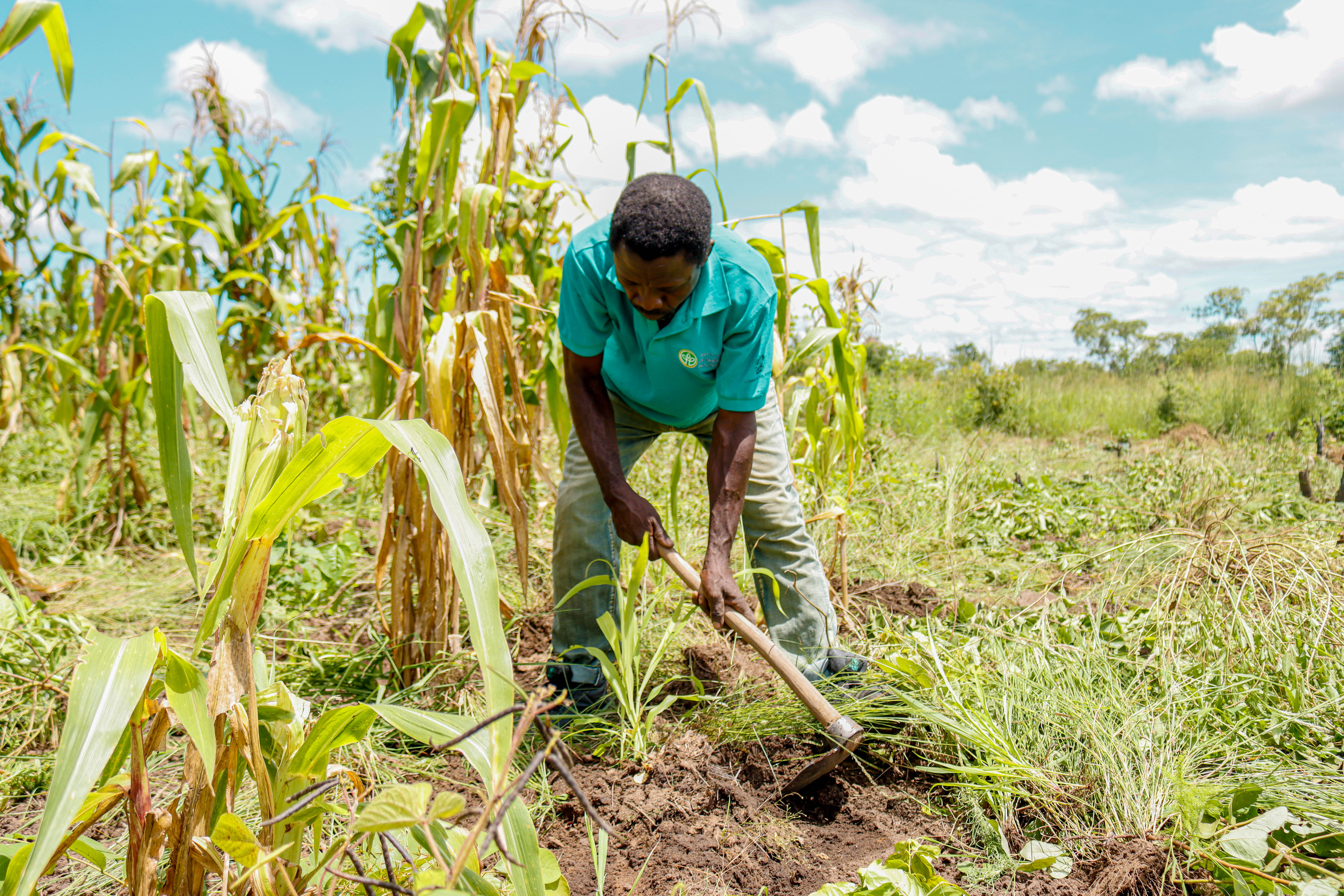 Saíde Namuana works the land in his farm