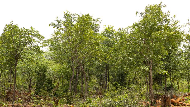 pruned trees around a project participant's household