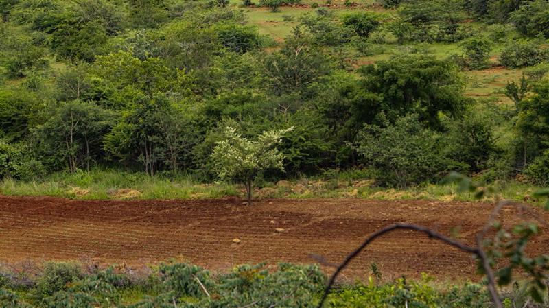 The area of the garden designated for expansion