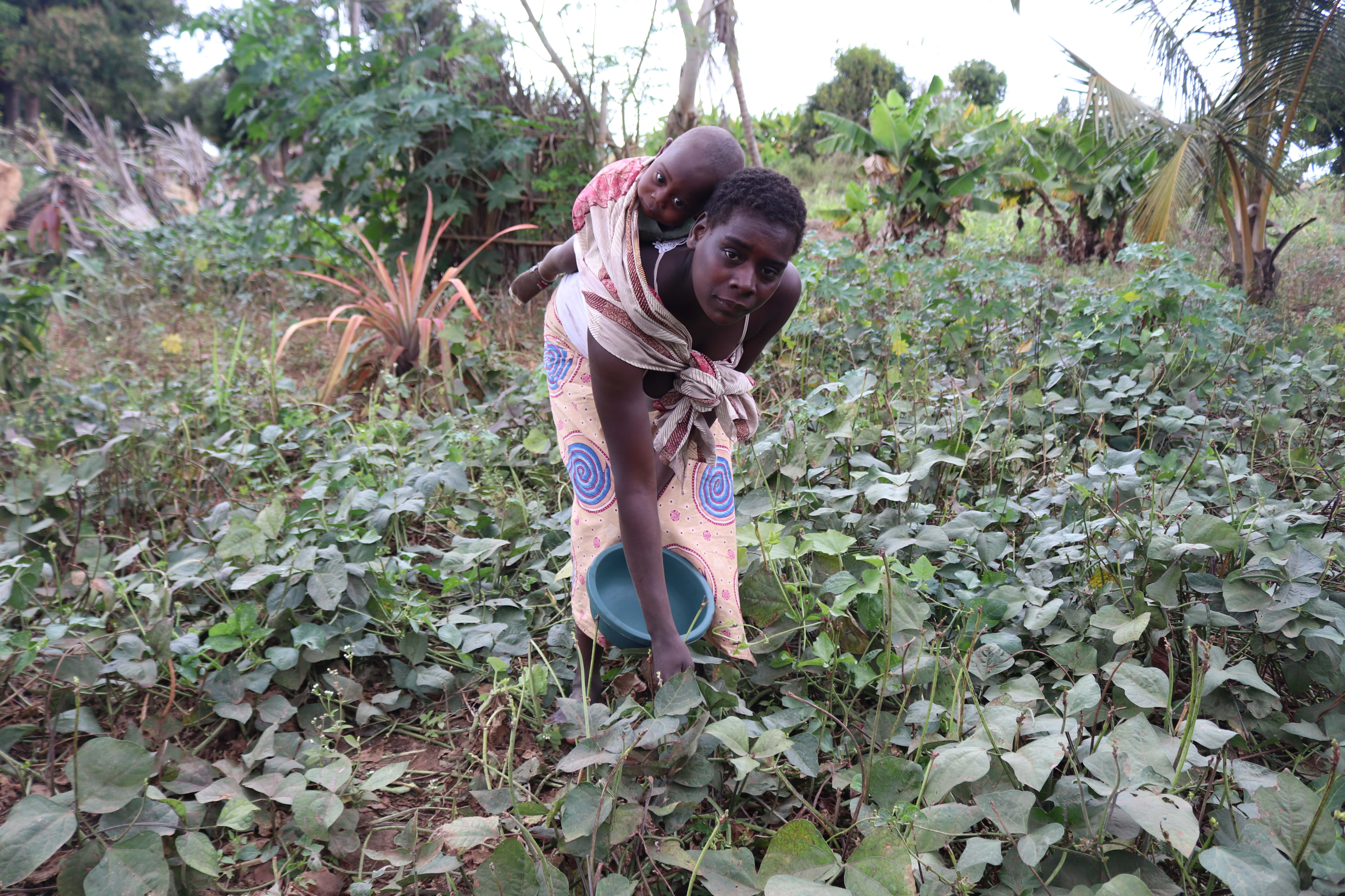 Amélia is harvesting bean leaves for the dinner