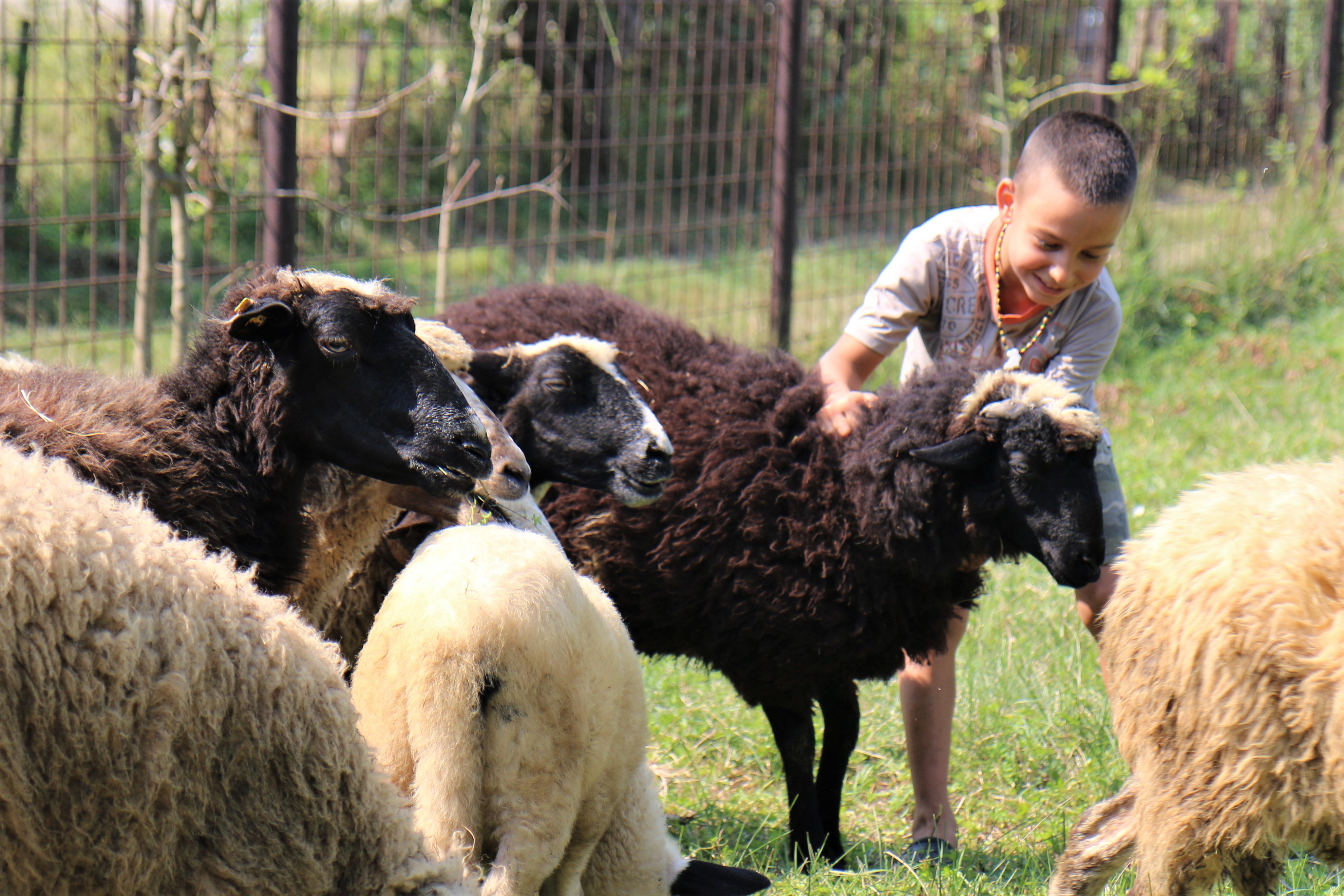 Alen (8) plays with the sheep