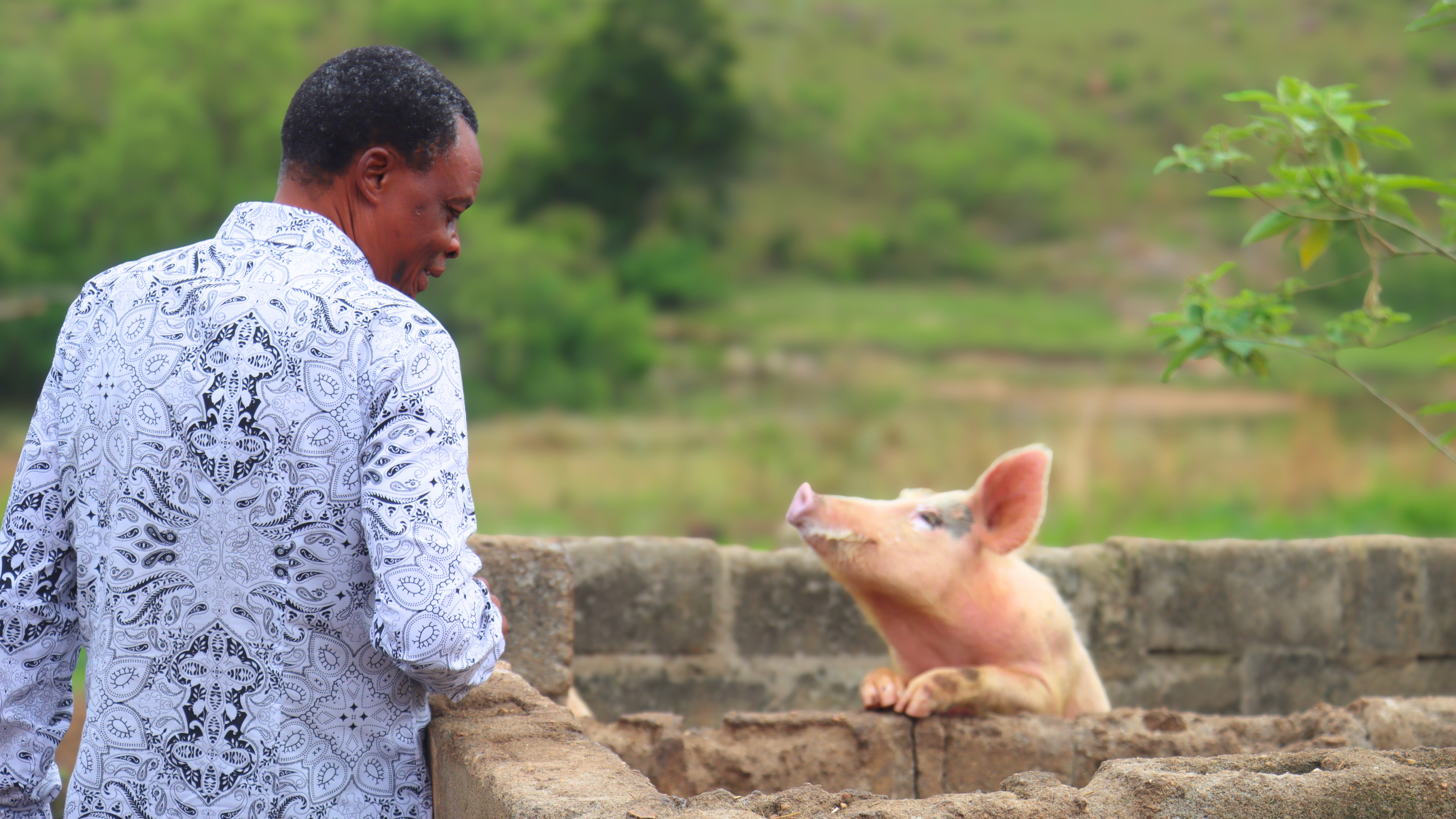 One of Pastor Ngozo's pigs that are ready to be sold to a local buchery.