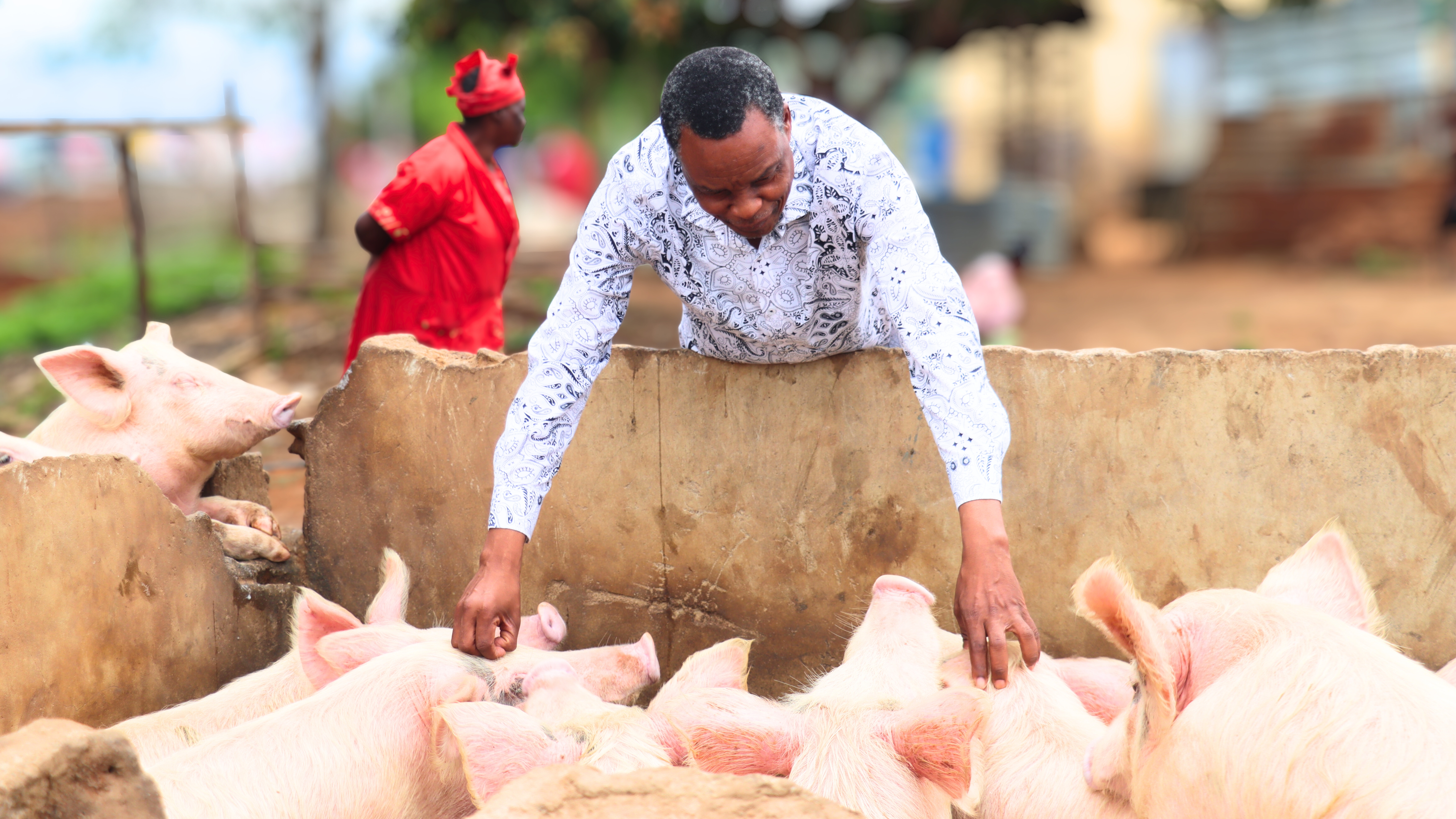 Pastor Themba Ngozo attending to his pigs.