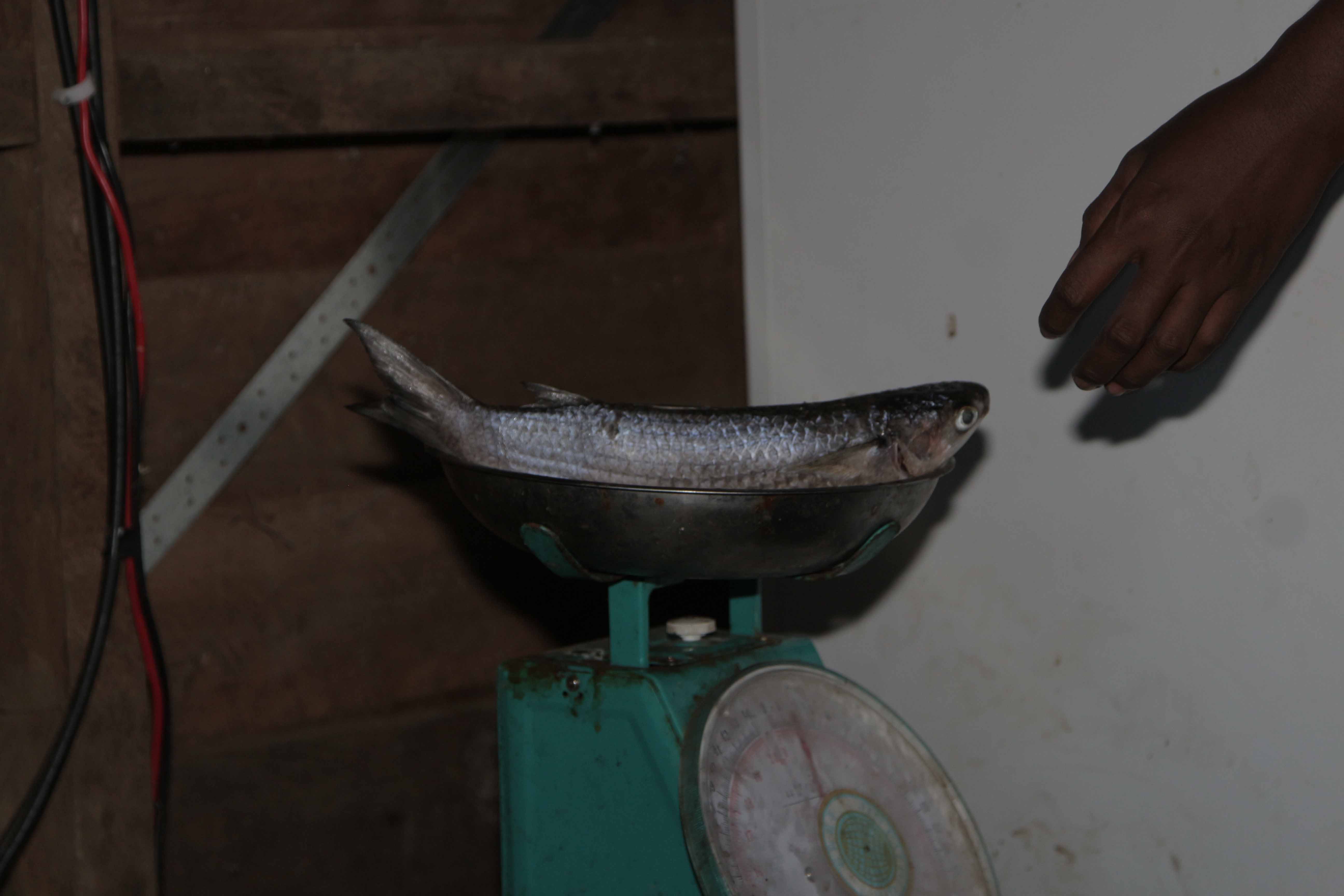 Weighing fish