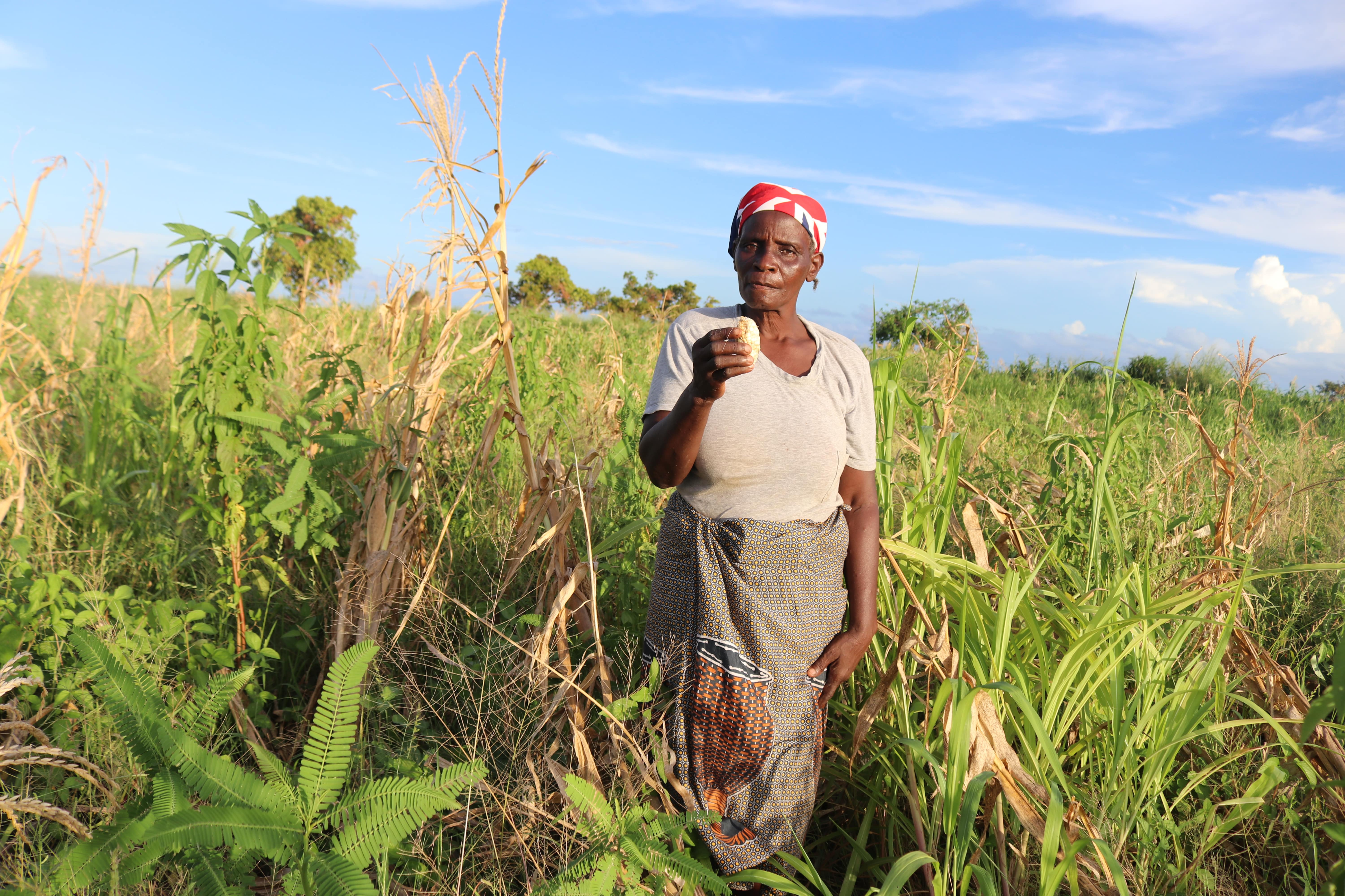 To feed her family, Amélia is collecting some crops that have been spared by the cyclone 