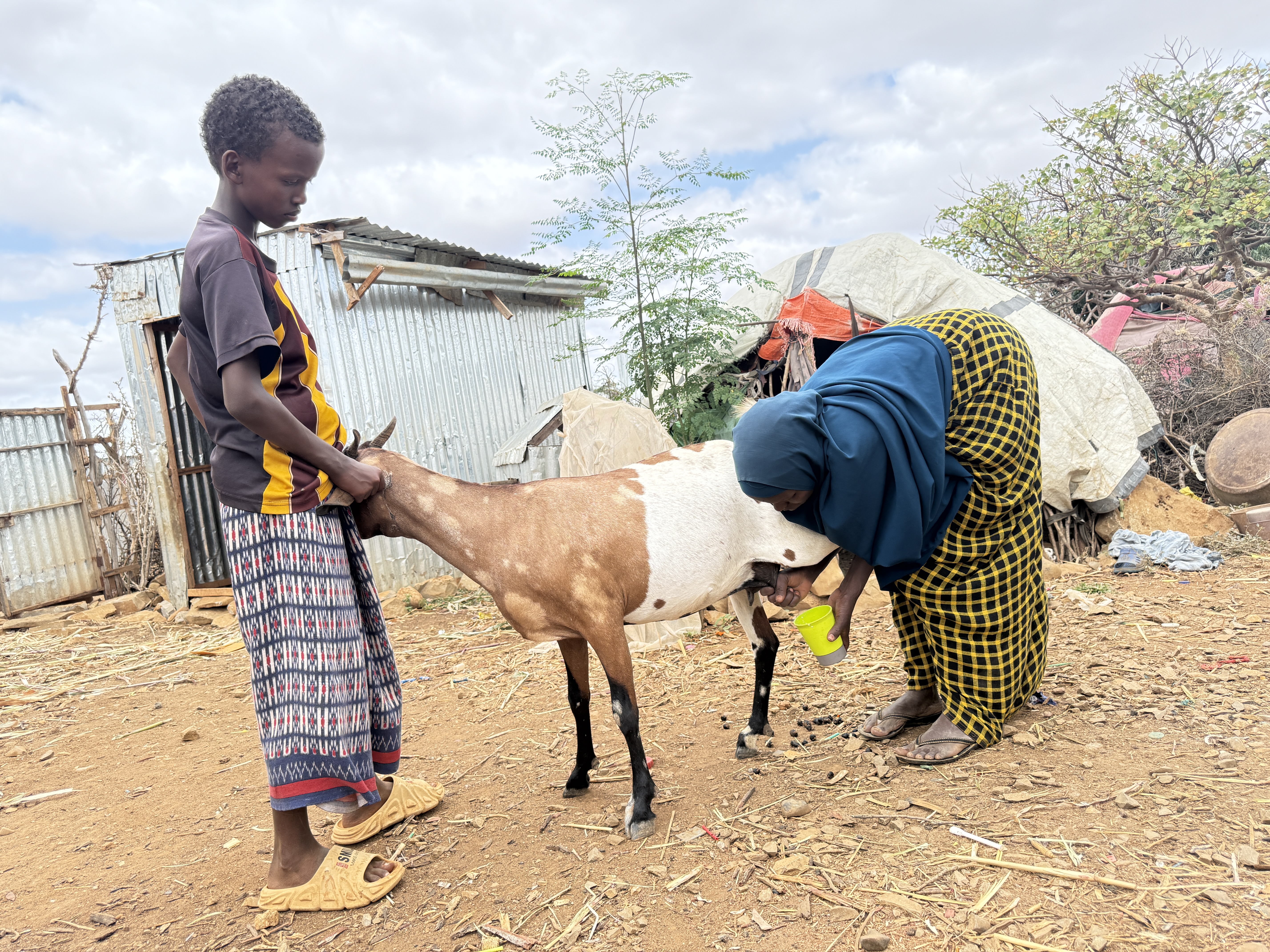 Nishey her son milking their goat