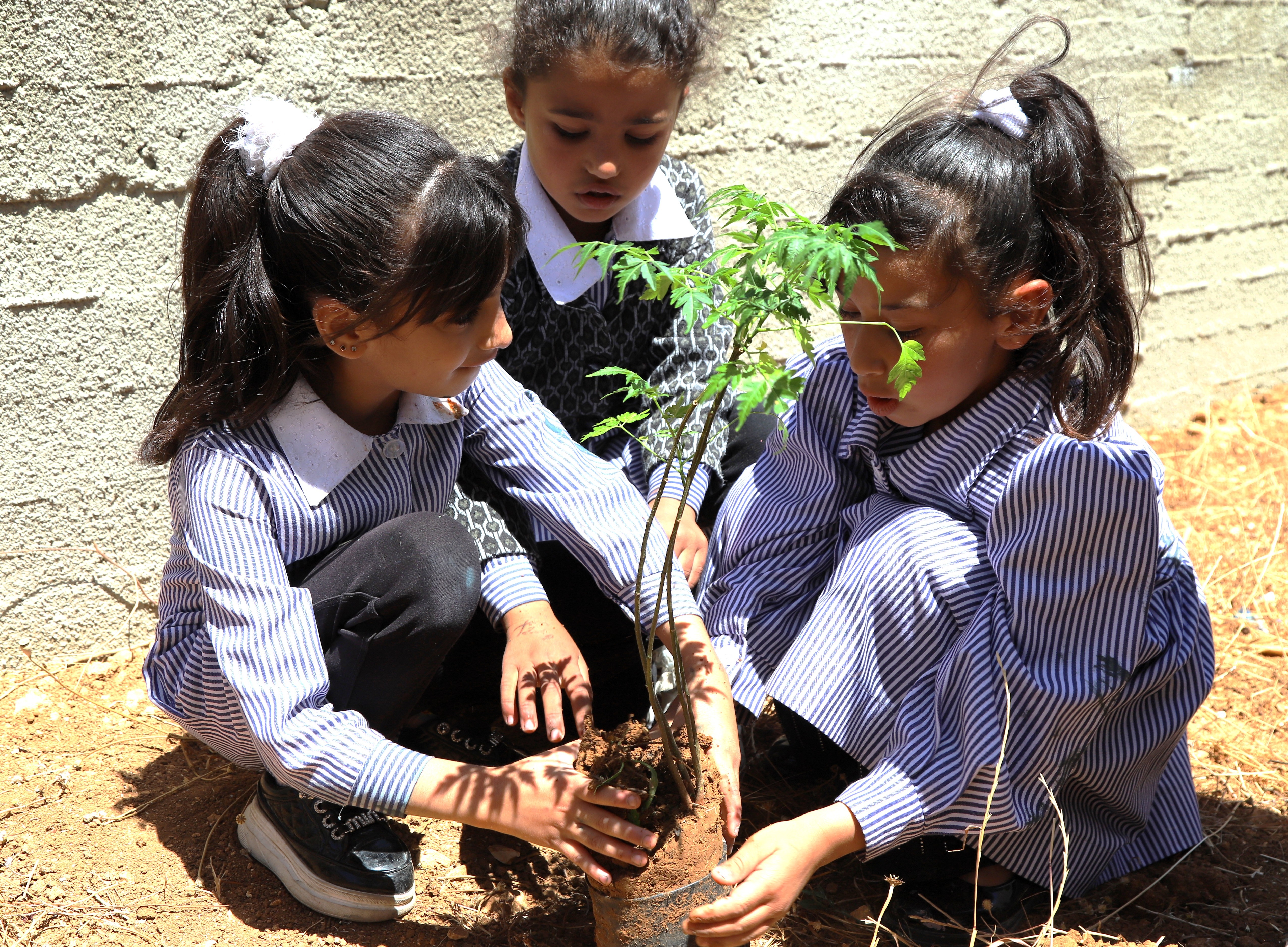 Palestinian students are planting a tree in their school