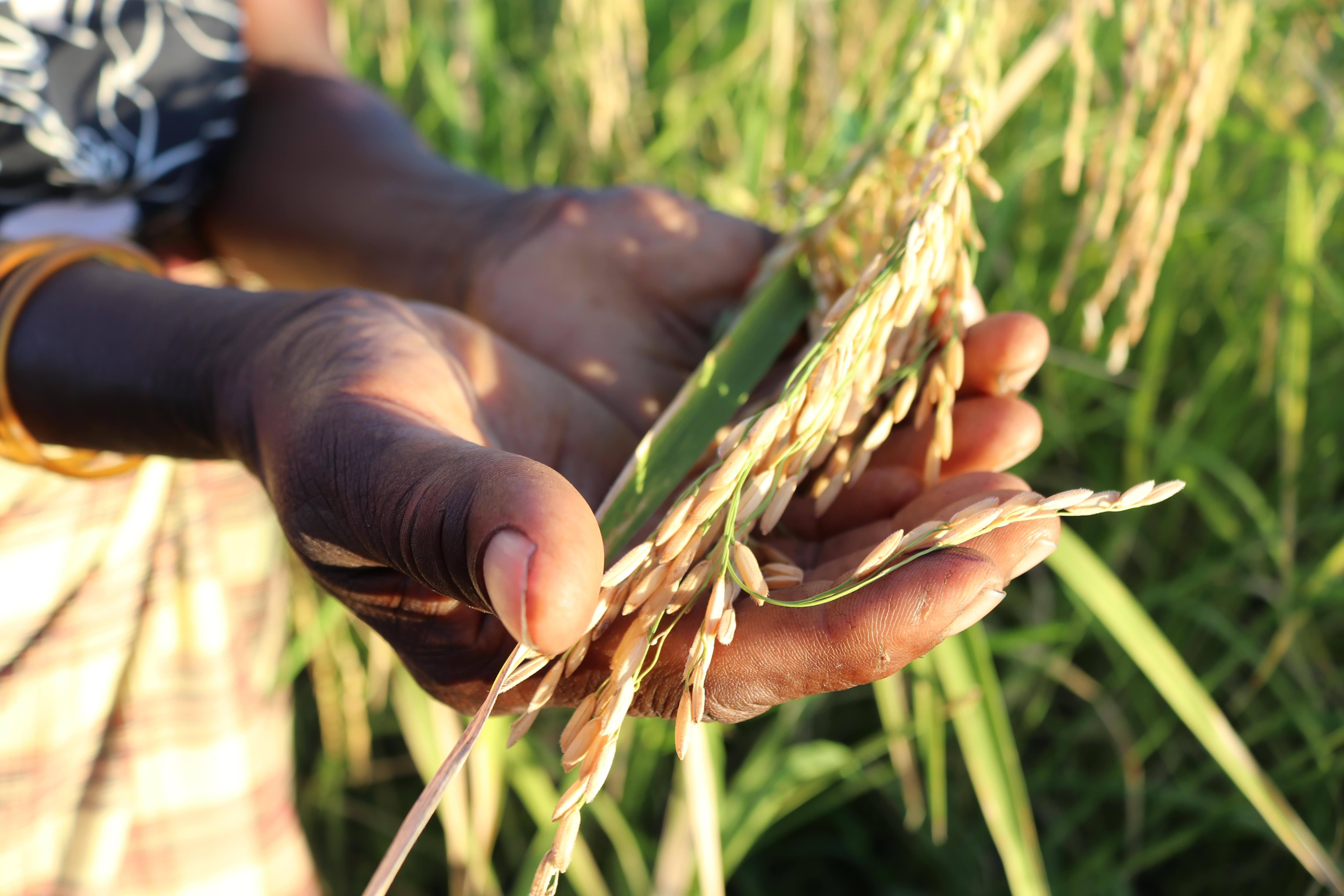 within two weeks, Ofélia will harvest rice