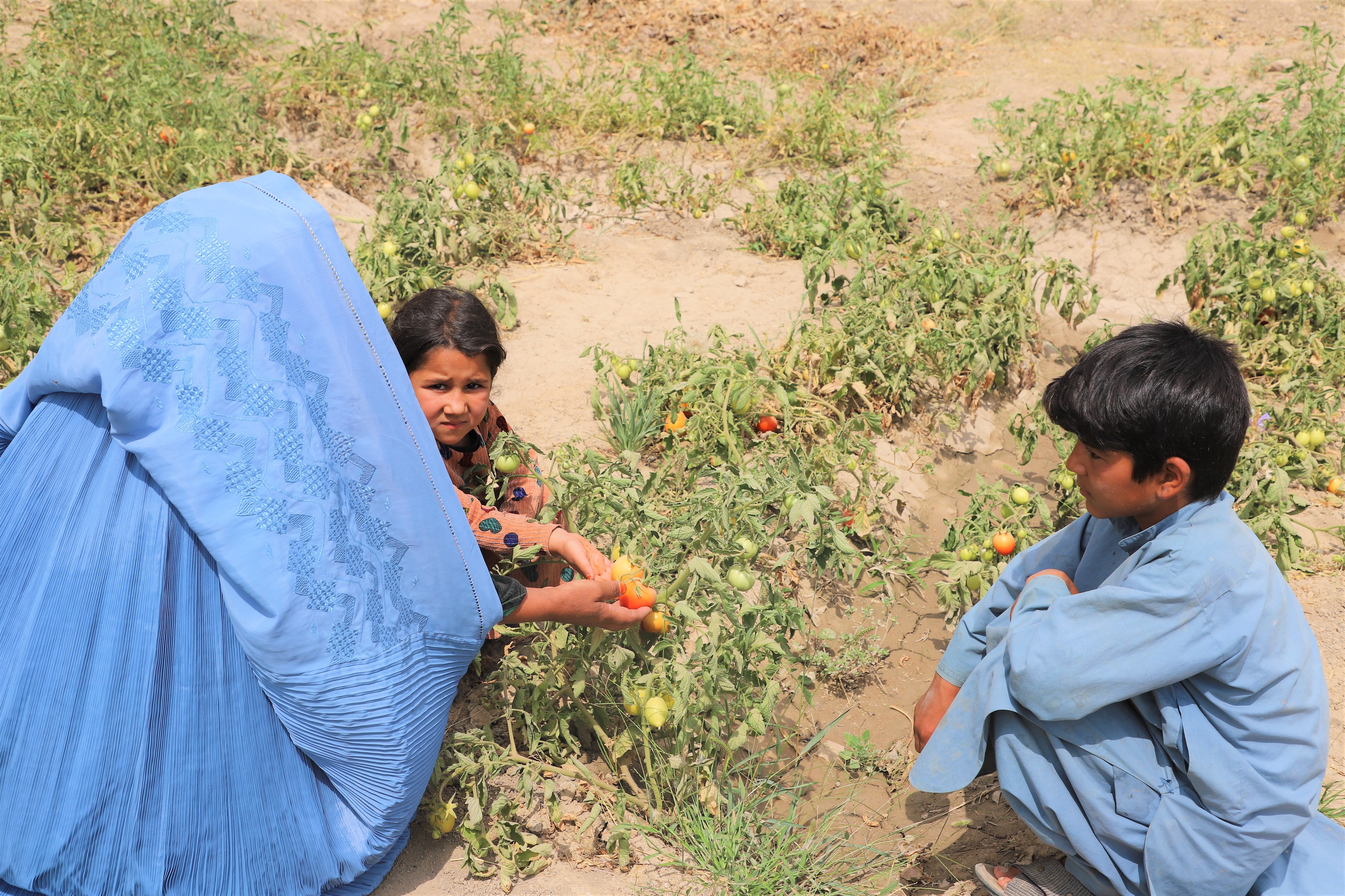 Sahar Gul and her children are in the garden of her yard.