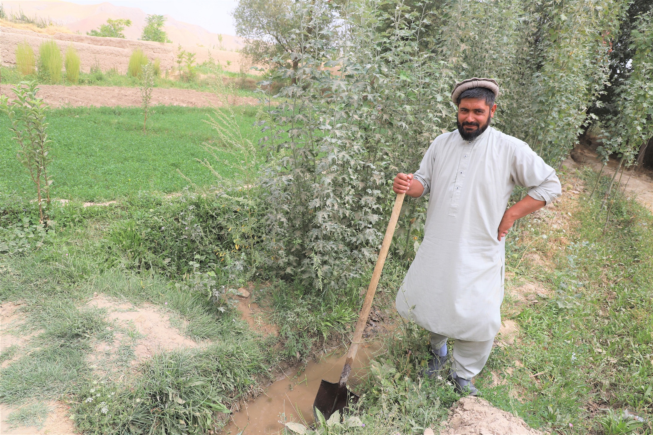 Mohammad Amin is irrigating the poplar saplings from water of Kariz. 