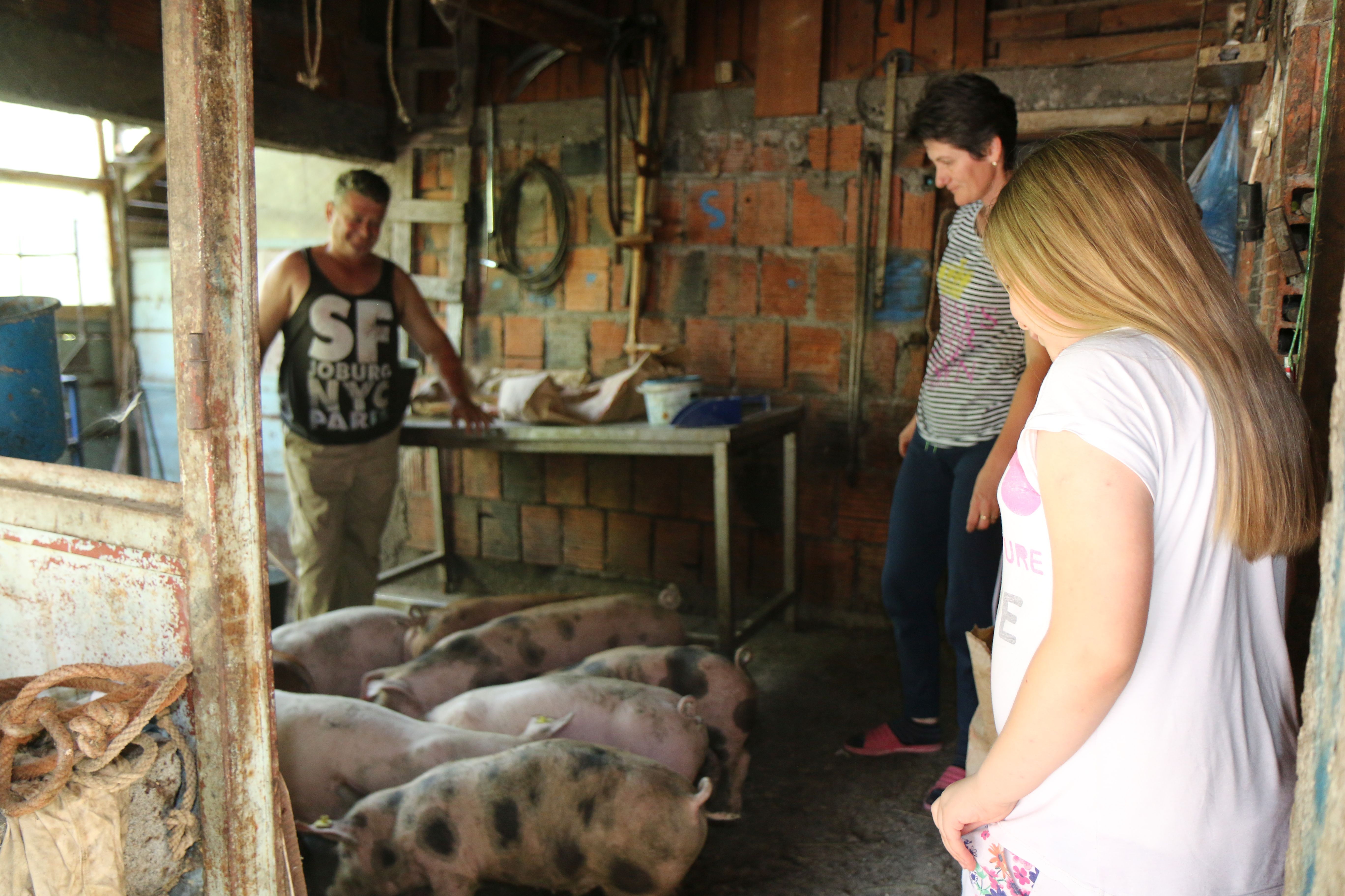 Famili Purkovic feeds the pigs