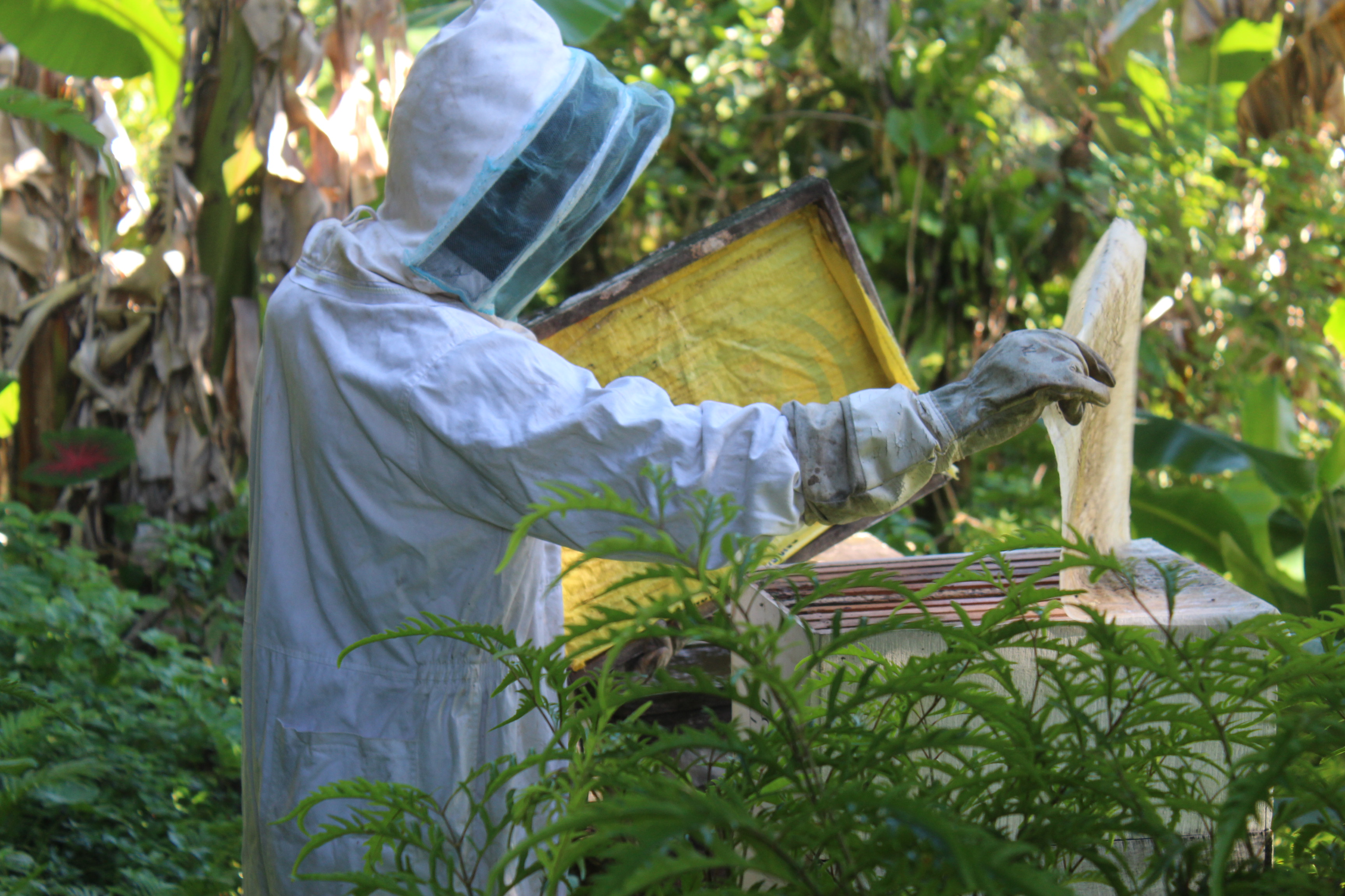 David Suda Honey farmer in Uatae