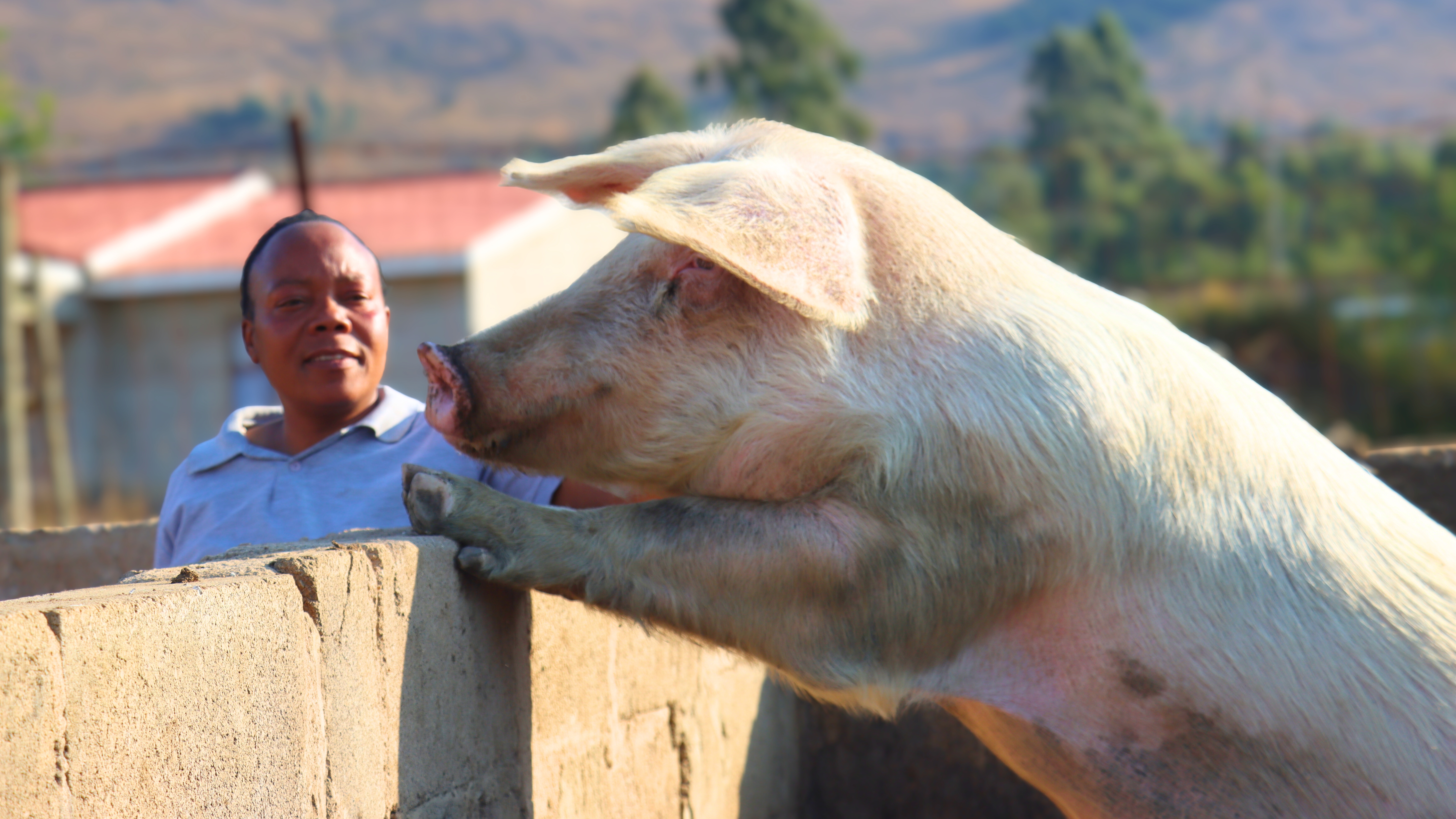 Nothando inside her piggery when she keeps pigs to earn a living.