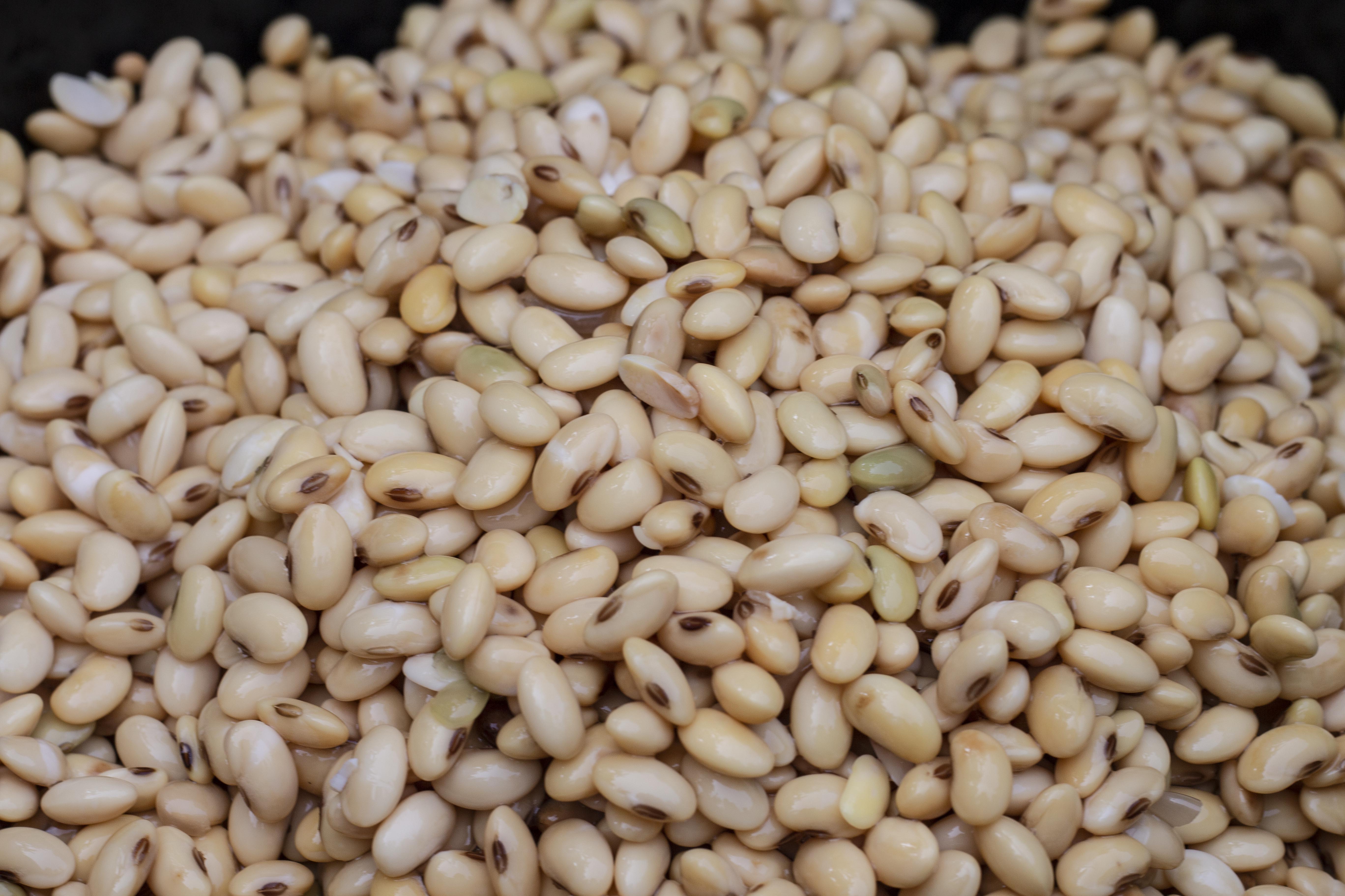 Soy Beans to produce Soybean milk 