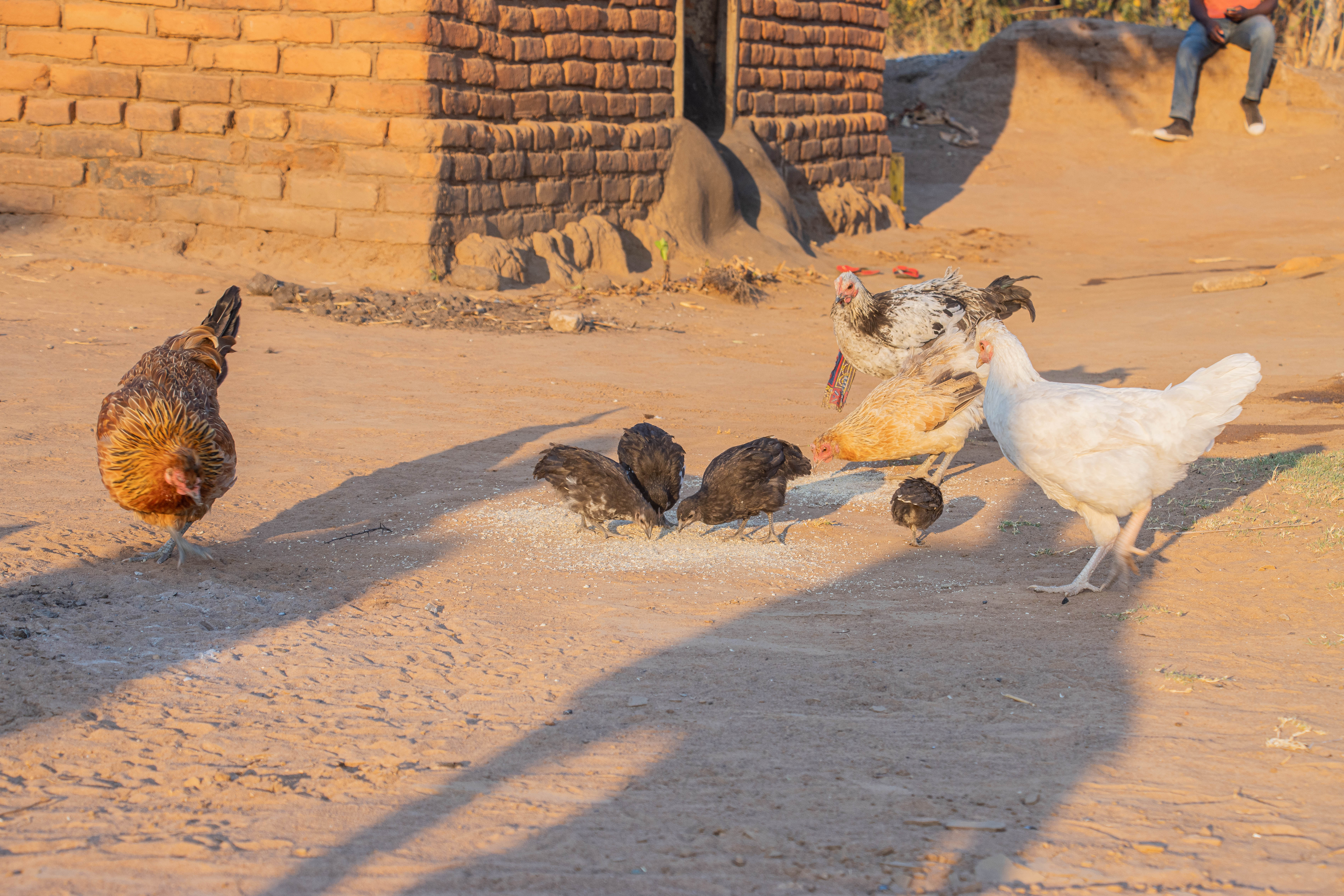 As one way of mobilising financial revenue, Banda family started rearing pigs as well as chickens.