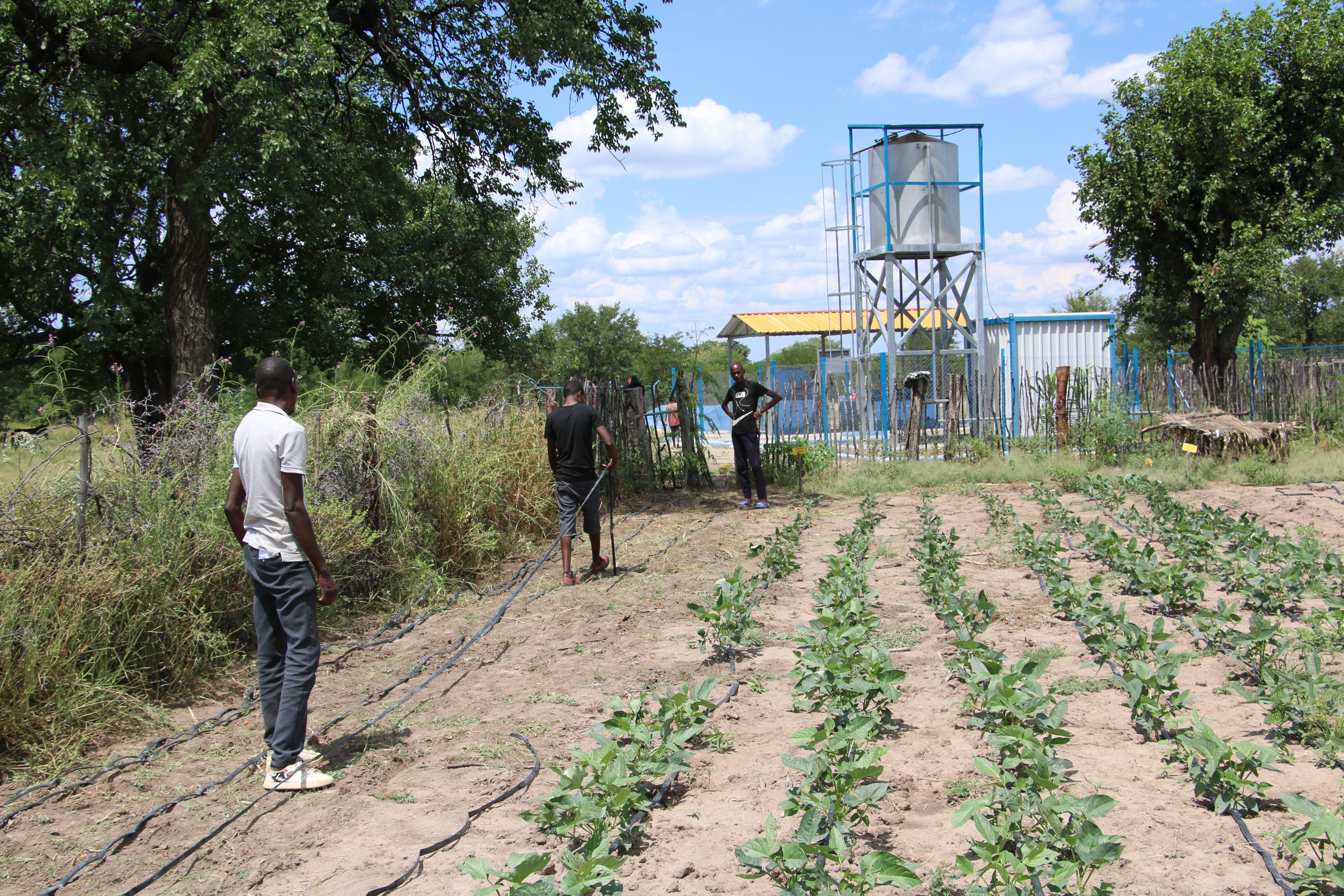 Planting at the field school