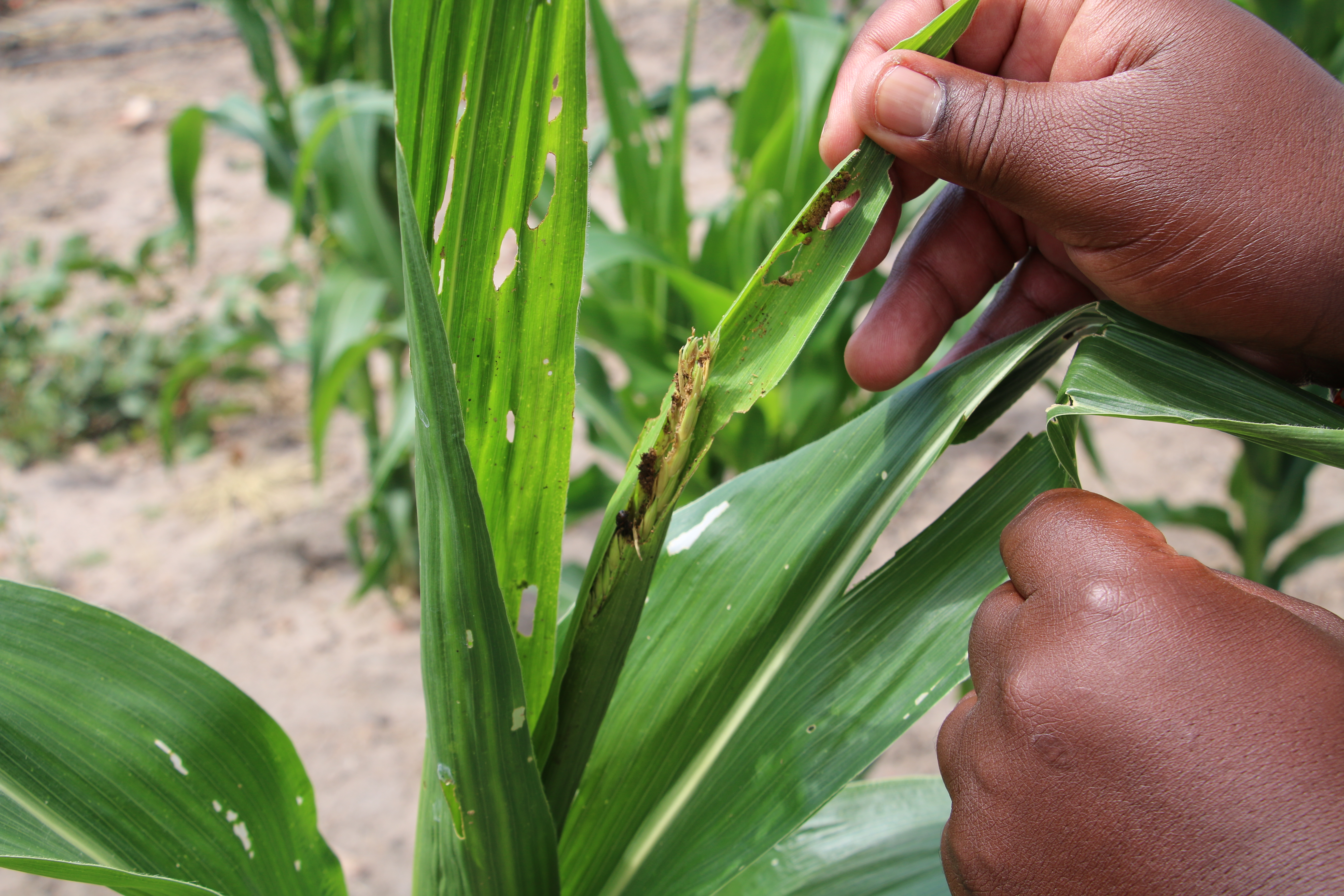 Scarce plantations affected by climate change