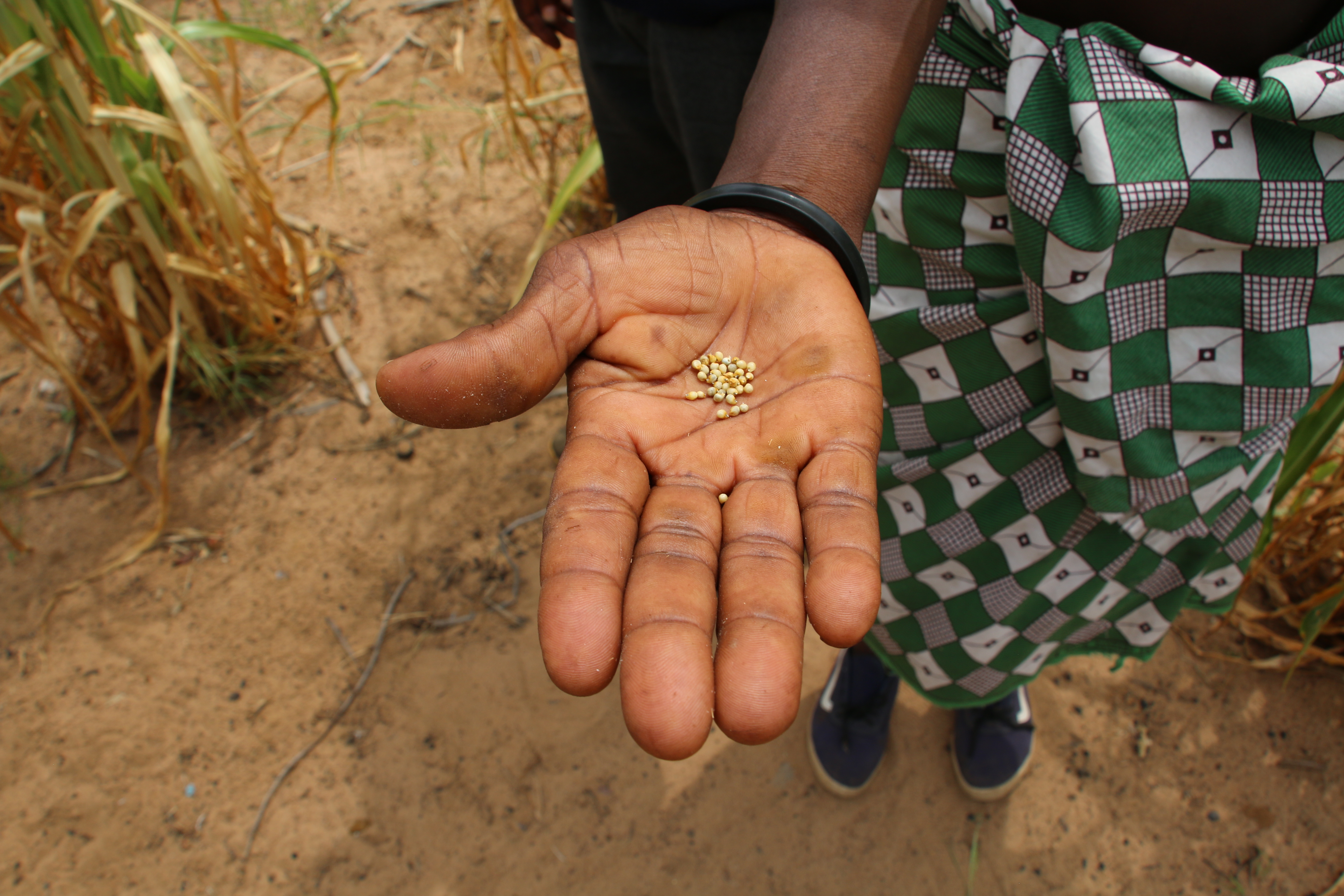 Scarce plantations affected by climate change
