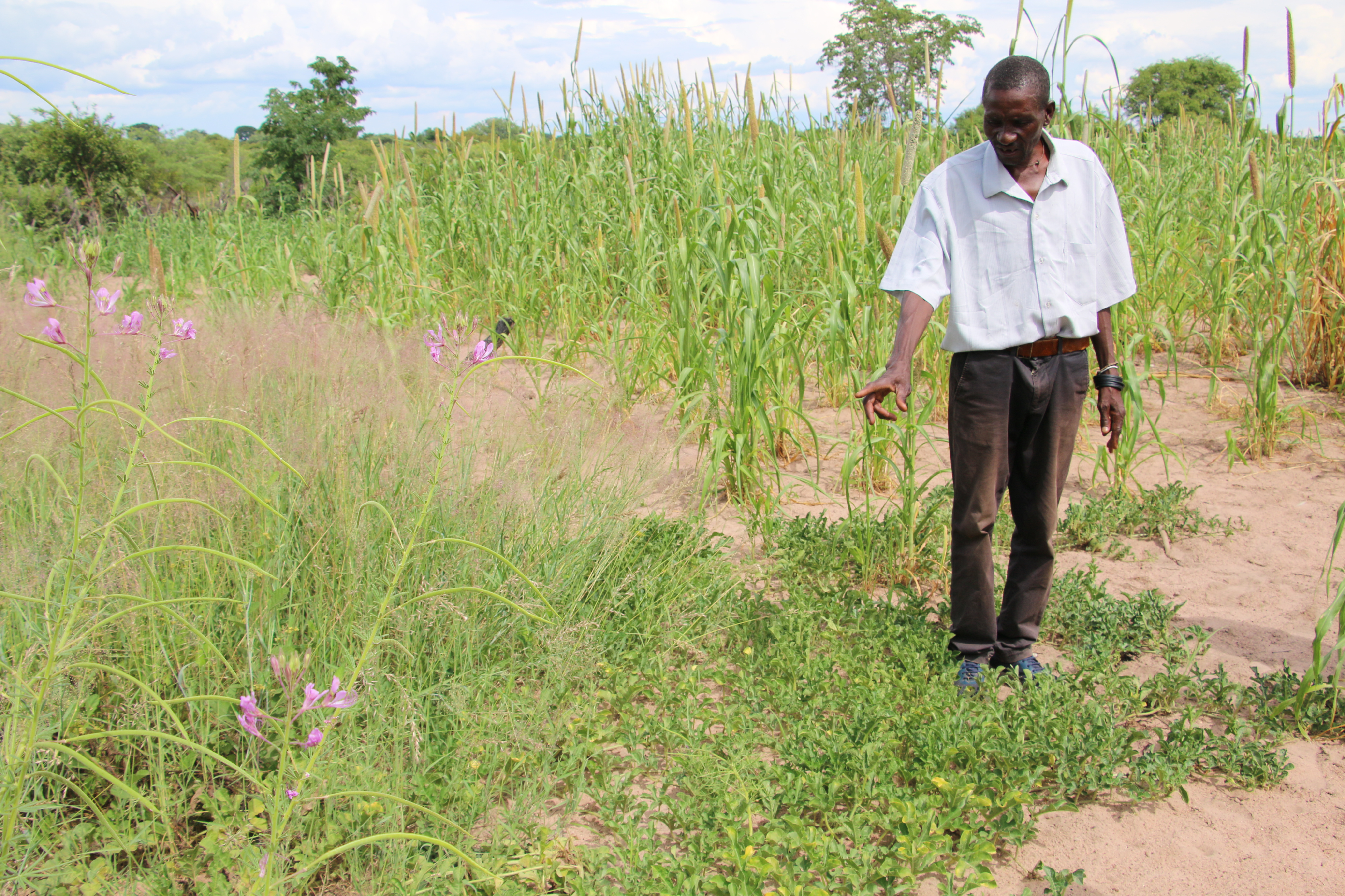 Luís Alberto shows the plants that he usually feeds to the pigs, but now he and his family are consuming them due to poor harvests of other foods.