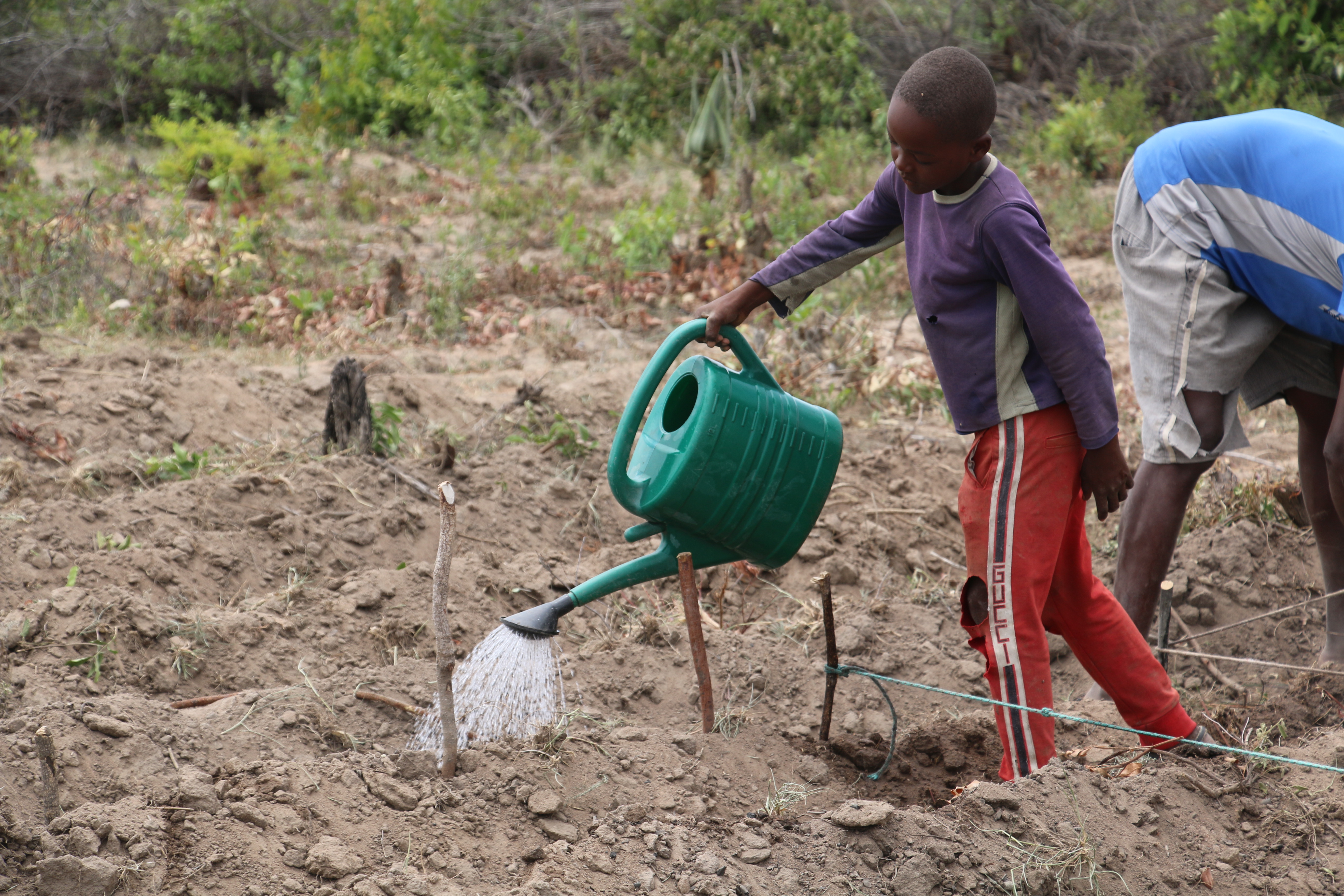 Addressing climate change through drought-resistant crops in Angola