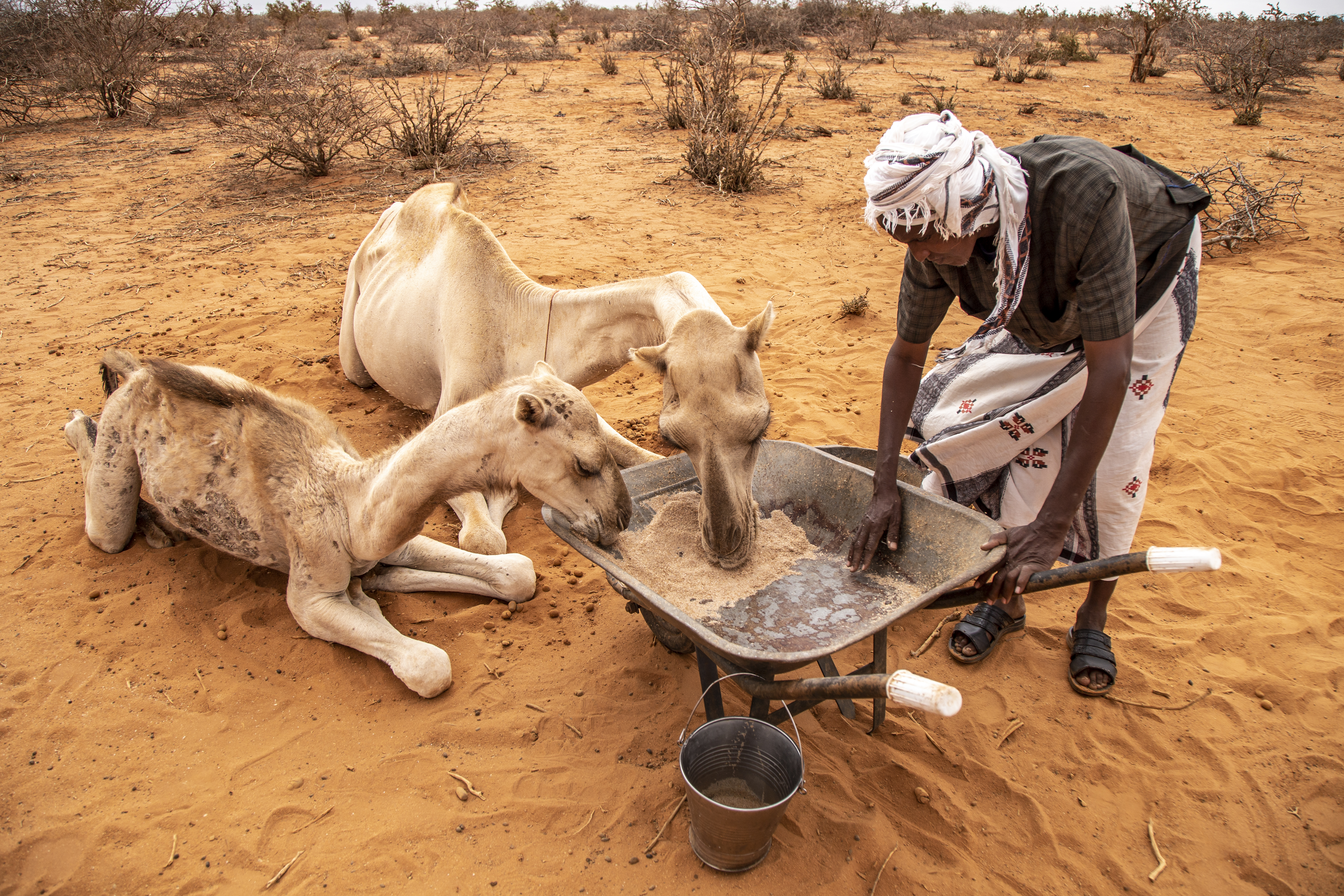 Pastoralists are desperately trying to keep their livestock alive amidst worsening drought conditions. 