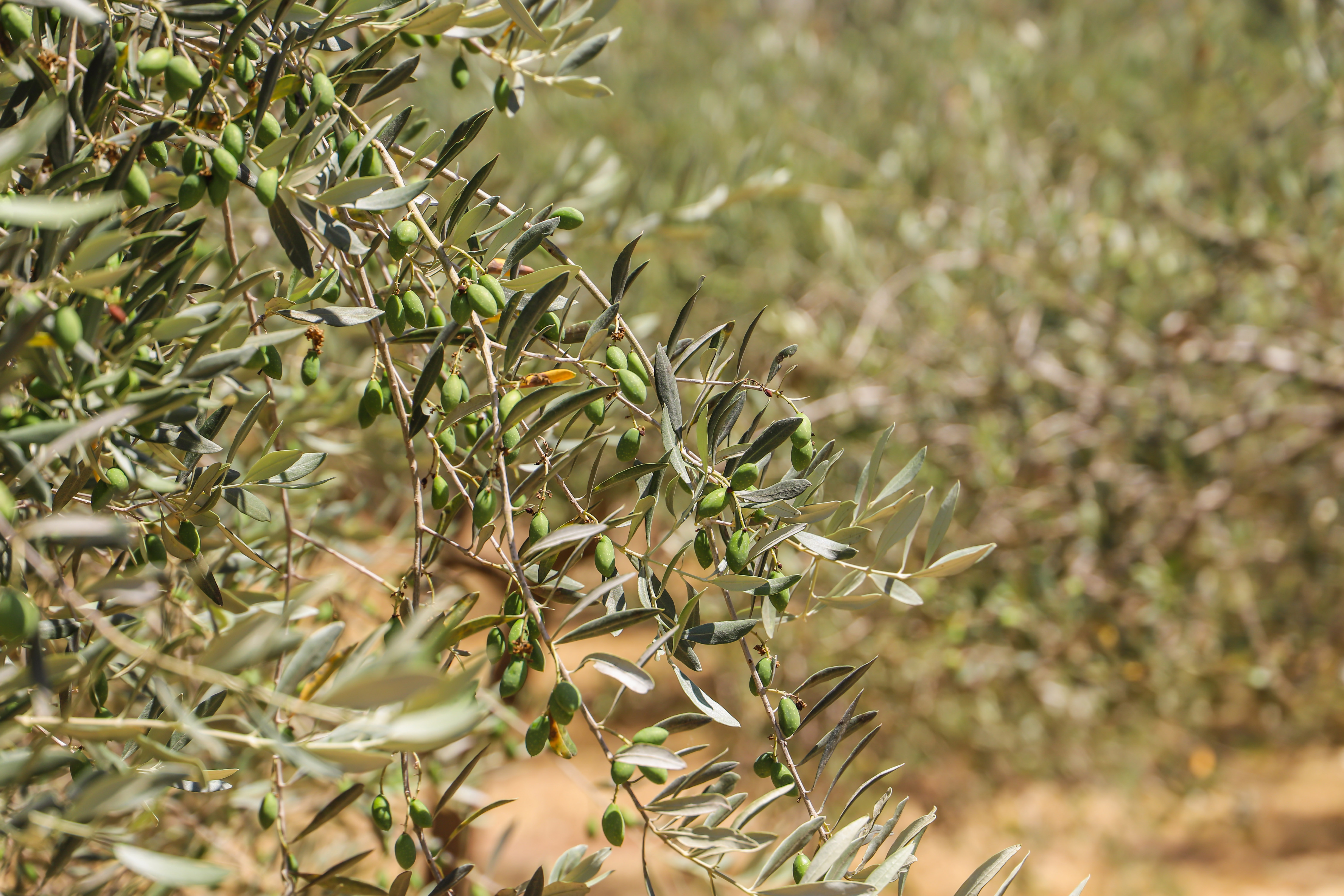 Olive tree