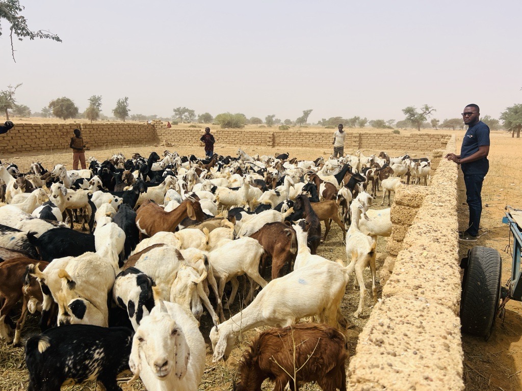 A lot of goat for displaced community.
