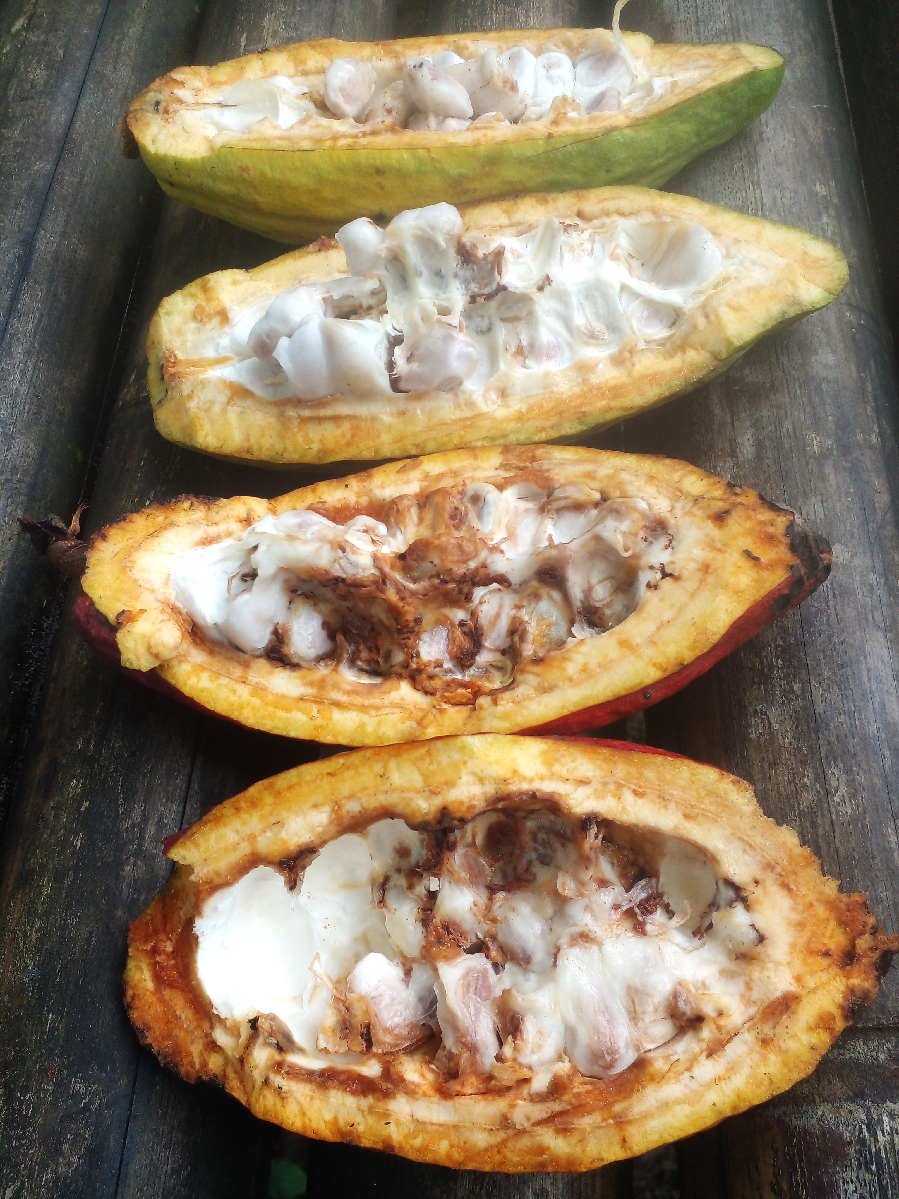 Isaac’s journey Cocoa production enhanced through practical and sustainable practices (2)