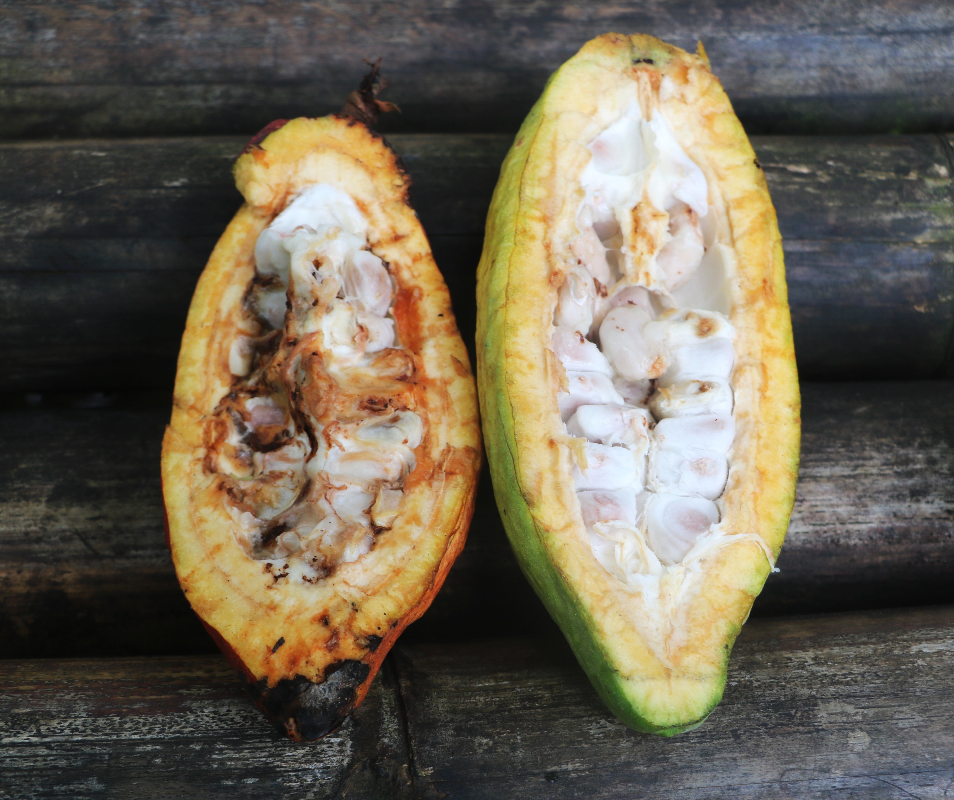 Isaac’s journey Cocoa production enhanced through practical and sustainable practices (3)