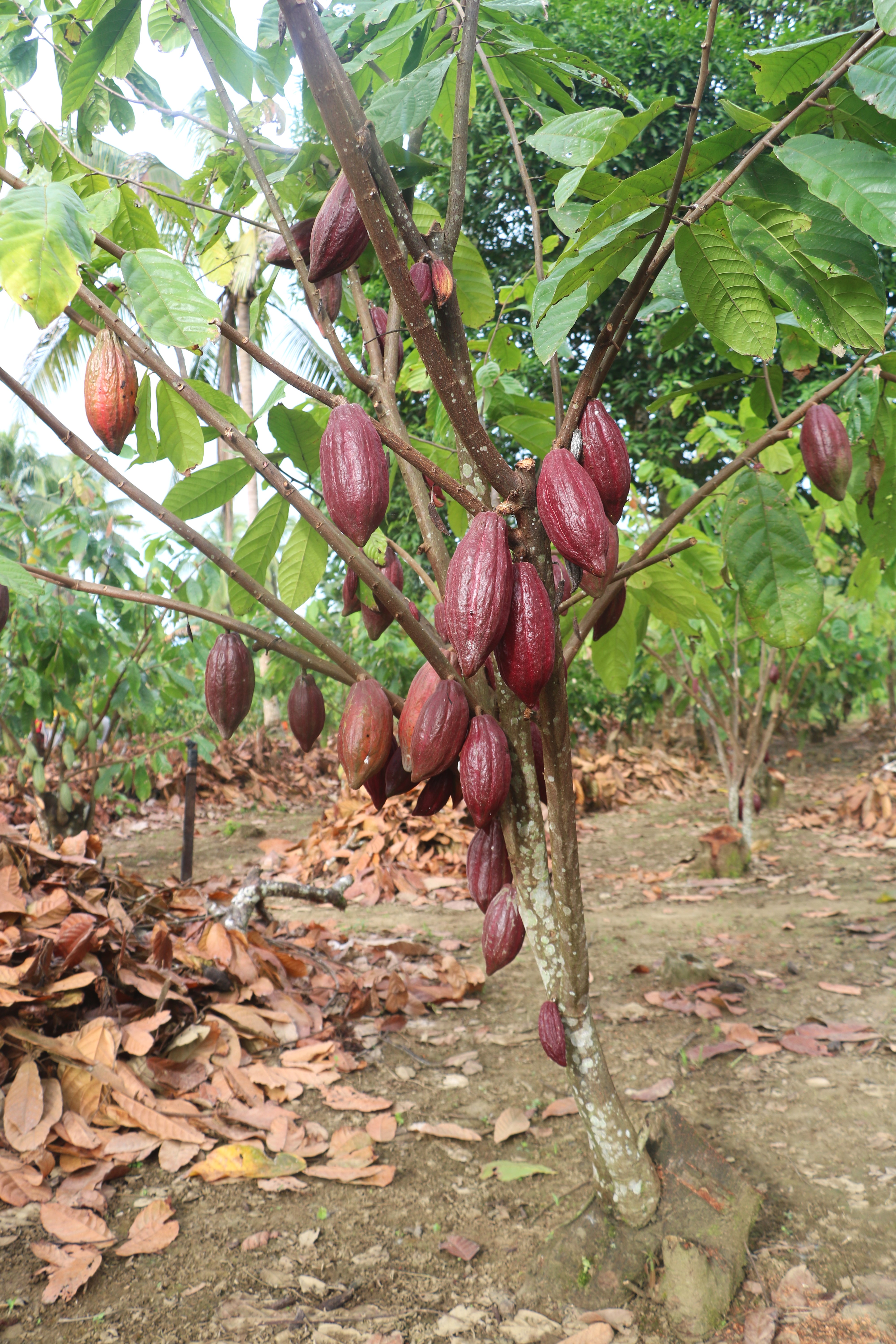 Isaac’s journey Cocoa production enhanced through practical and sustainable practices (4)