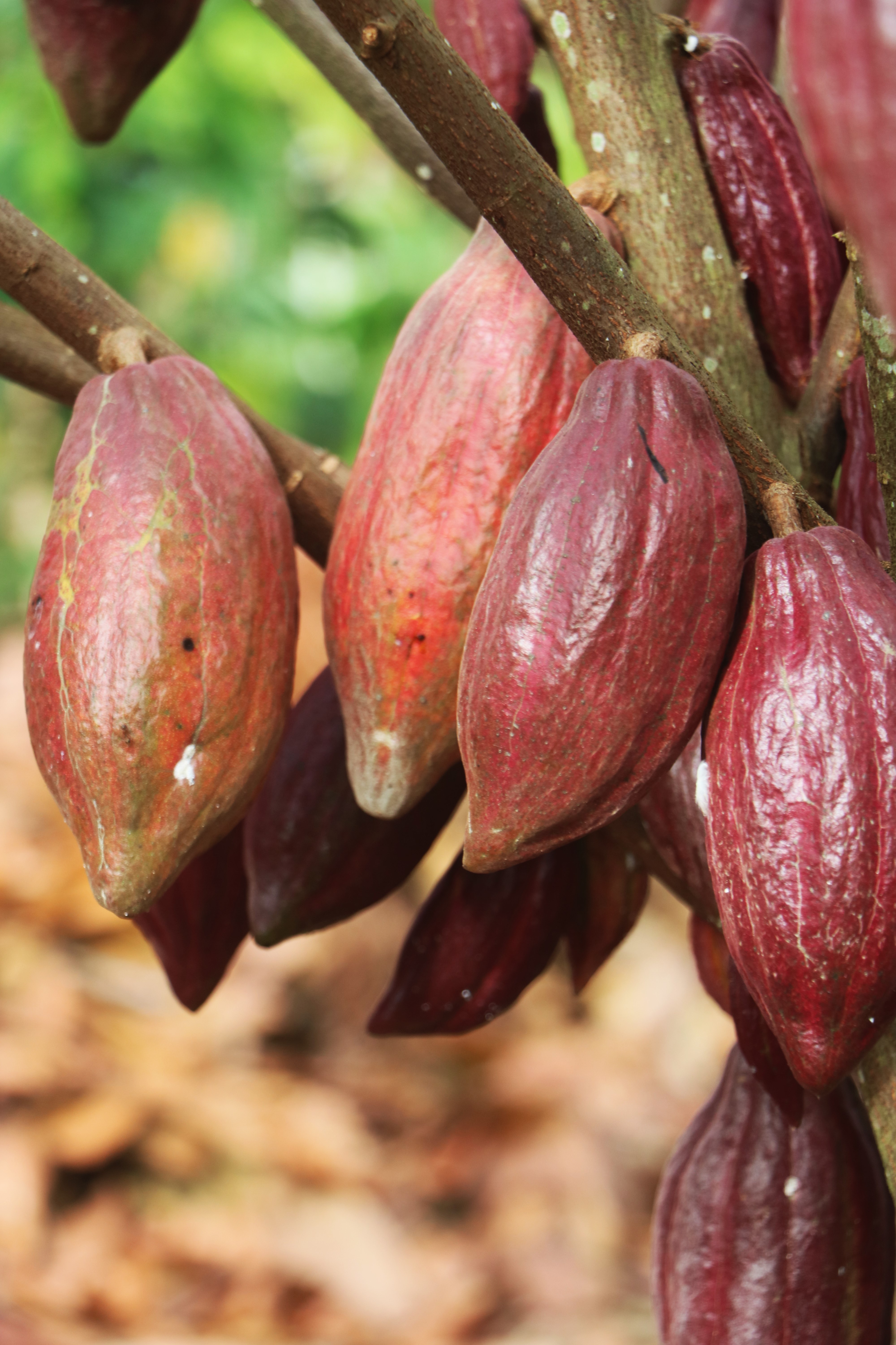 Isaac’s journey Cocoa production enhanced through practical and sustainable practices (5)