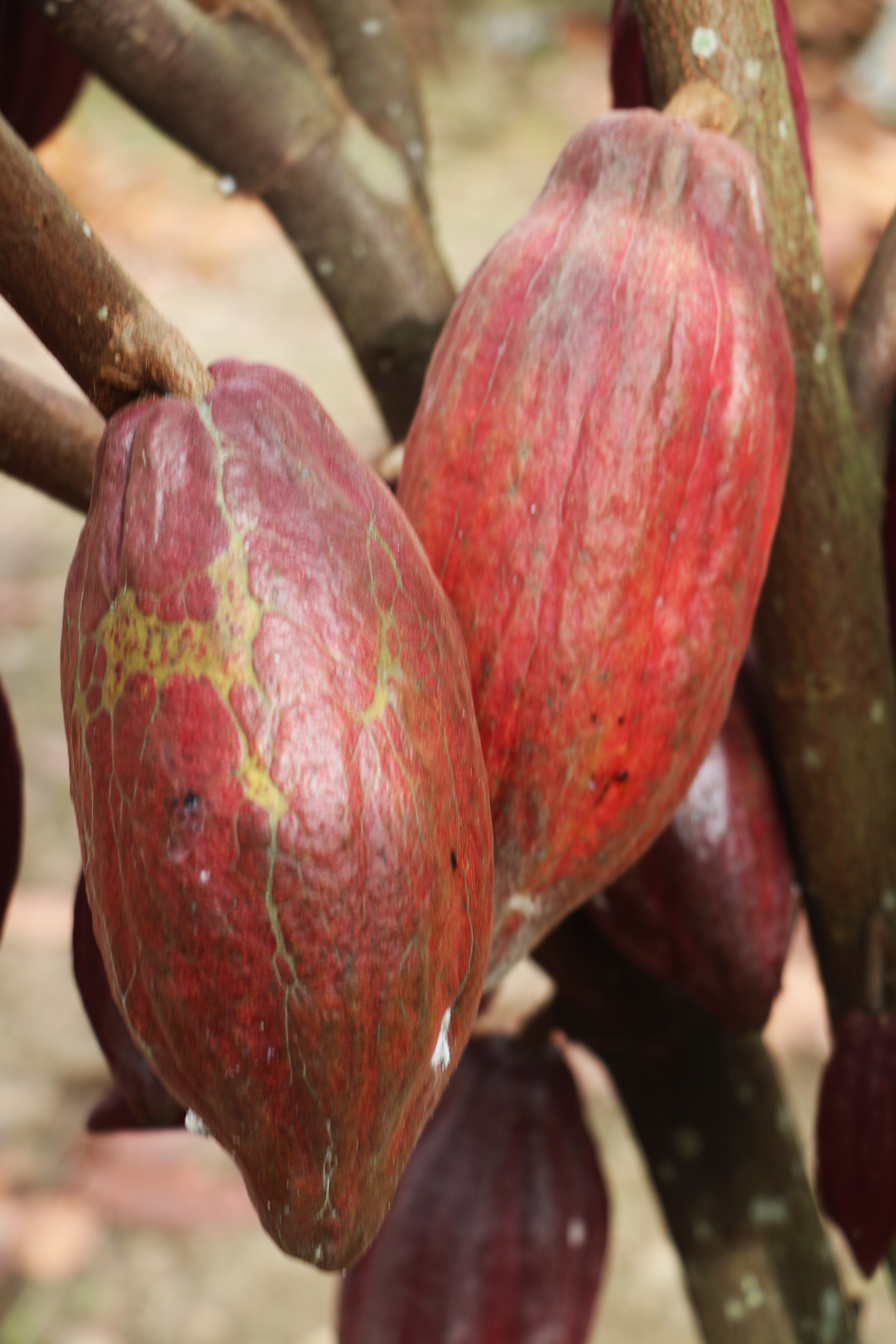 Isaac’s journey Cocoa production enhanced through practical and sustainable practices (7)