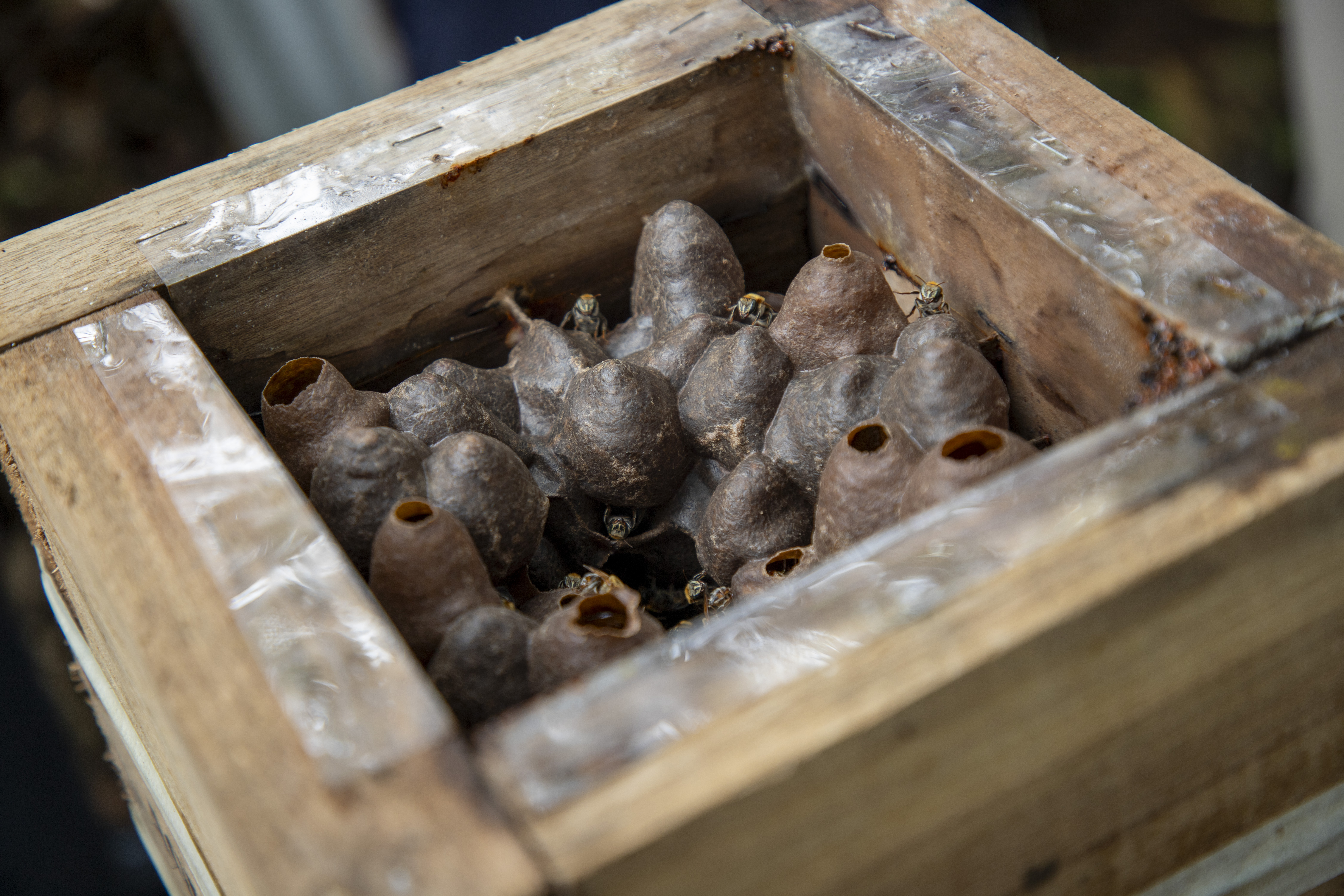 A close-up of the stingless bee honey pots inside a wooden hive, where Jefferson collects honey/Ecuador/2025.