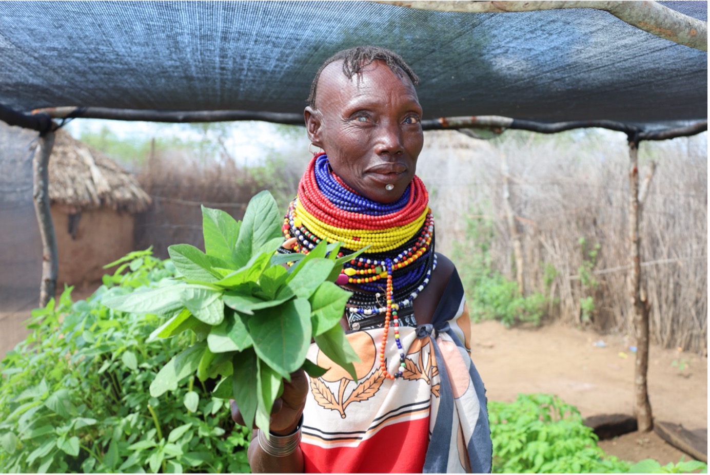 A farmer named Lotukoi Lominyo from Turkana West stands in a field, showcasing the results of climate-smart agricultural techniques supported by the Kalobeyei Integrated Drought Emergency Response and Management (K-DREAM) Project. © World Vision Photo/Felix Pilipili