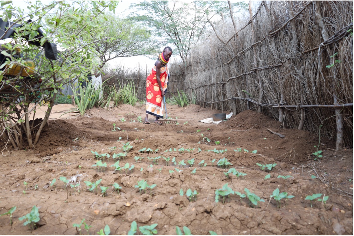 Lotukoi is tending to a section of her quarter-acre farm where she has planted cowpeas. The farm's improved productivity is a result of climate-smart agriculture technologies introduced by World Vision. © World Vision Photo/Felix Pilipili