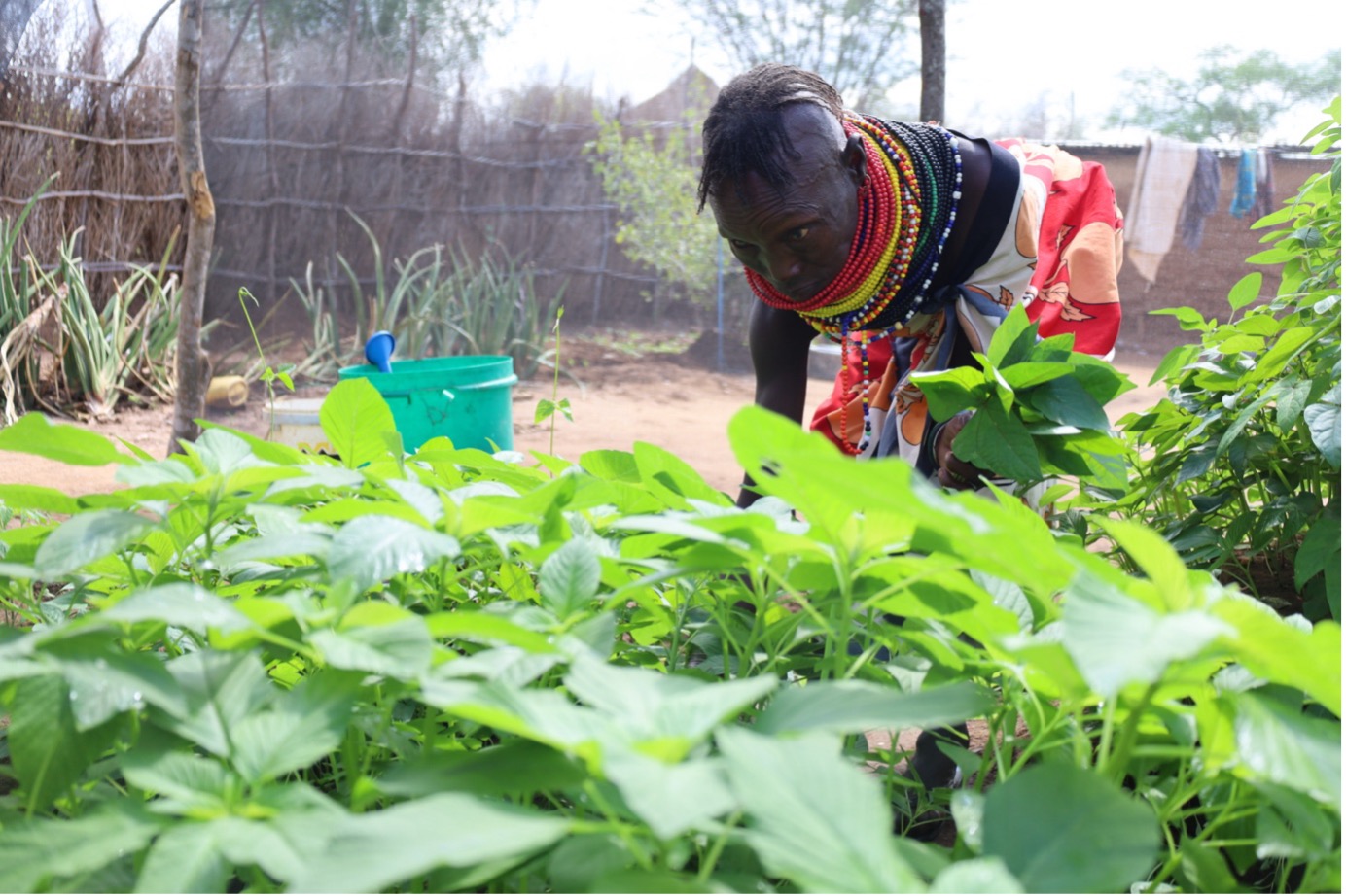 Lotukoi Lominyo, an agro-pastoral farmer from Turkana West supported by World Vision, harvests amaranth from her kitchen garden. The shift from relying solely on livestock to growing crops has been crucial for the community, especially after persistent droughts devastated their livestock. © World Vision Photo/Felix Pilipili