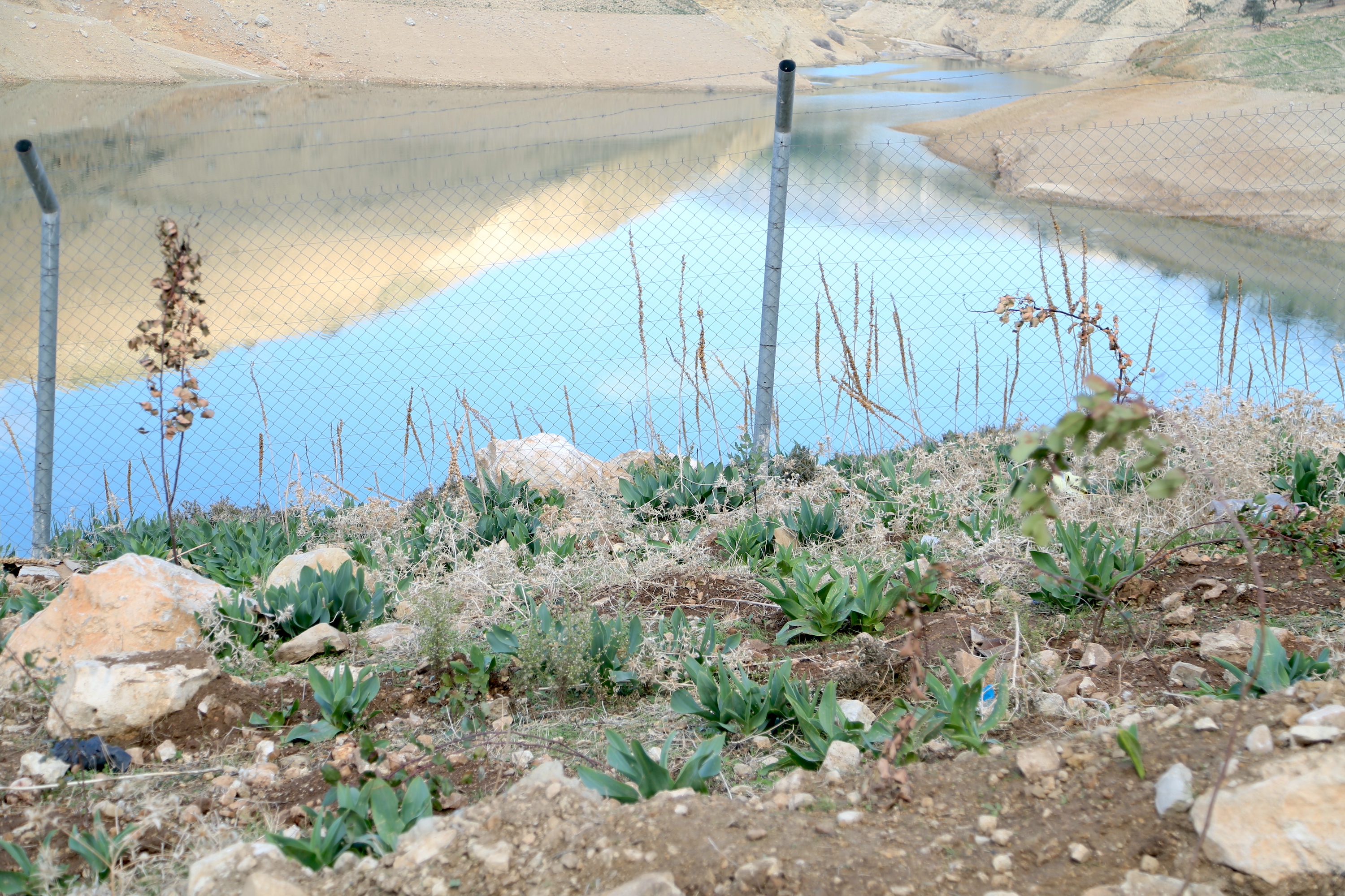 Saplings planted near Kufranja Dam, northern Jordan